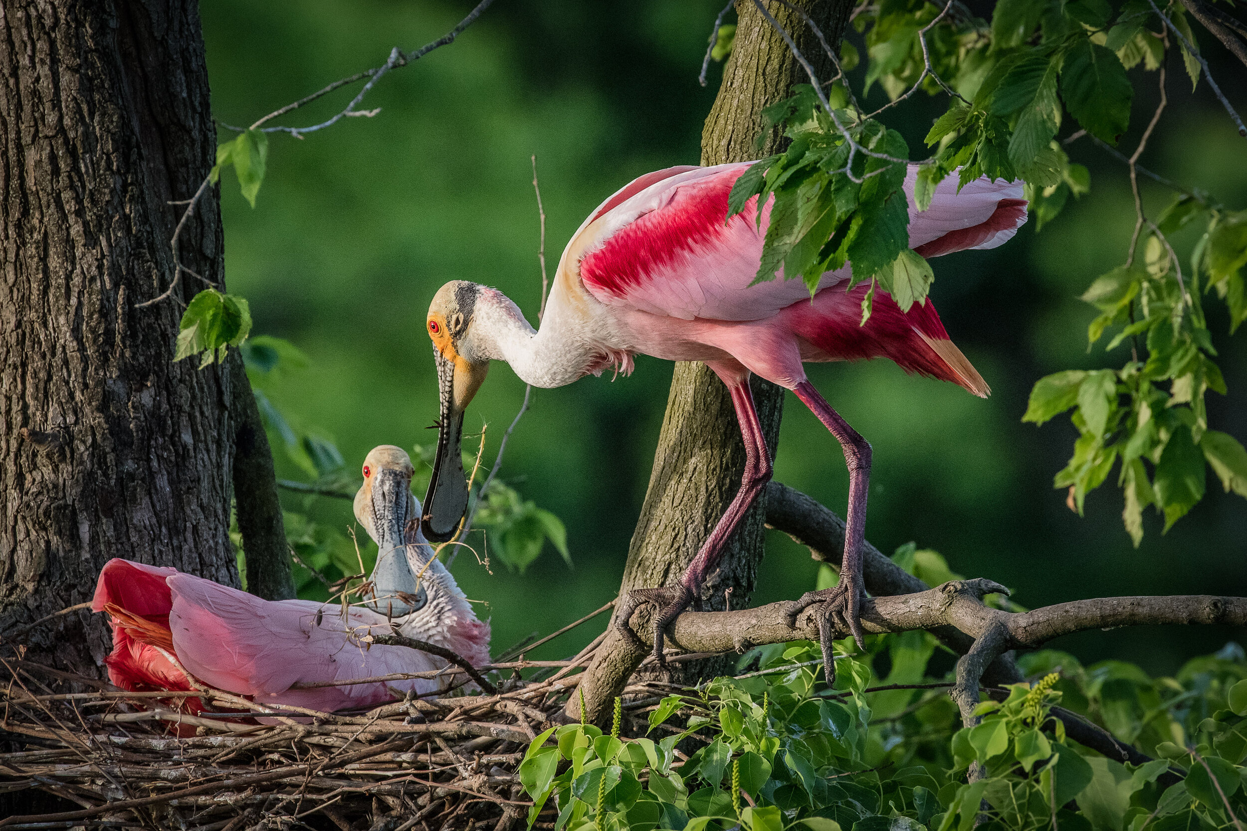 Male Roseate Spoonbill presenting a stick to the female on the nest