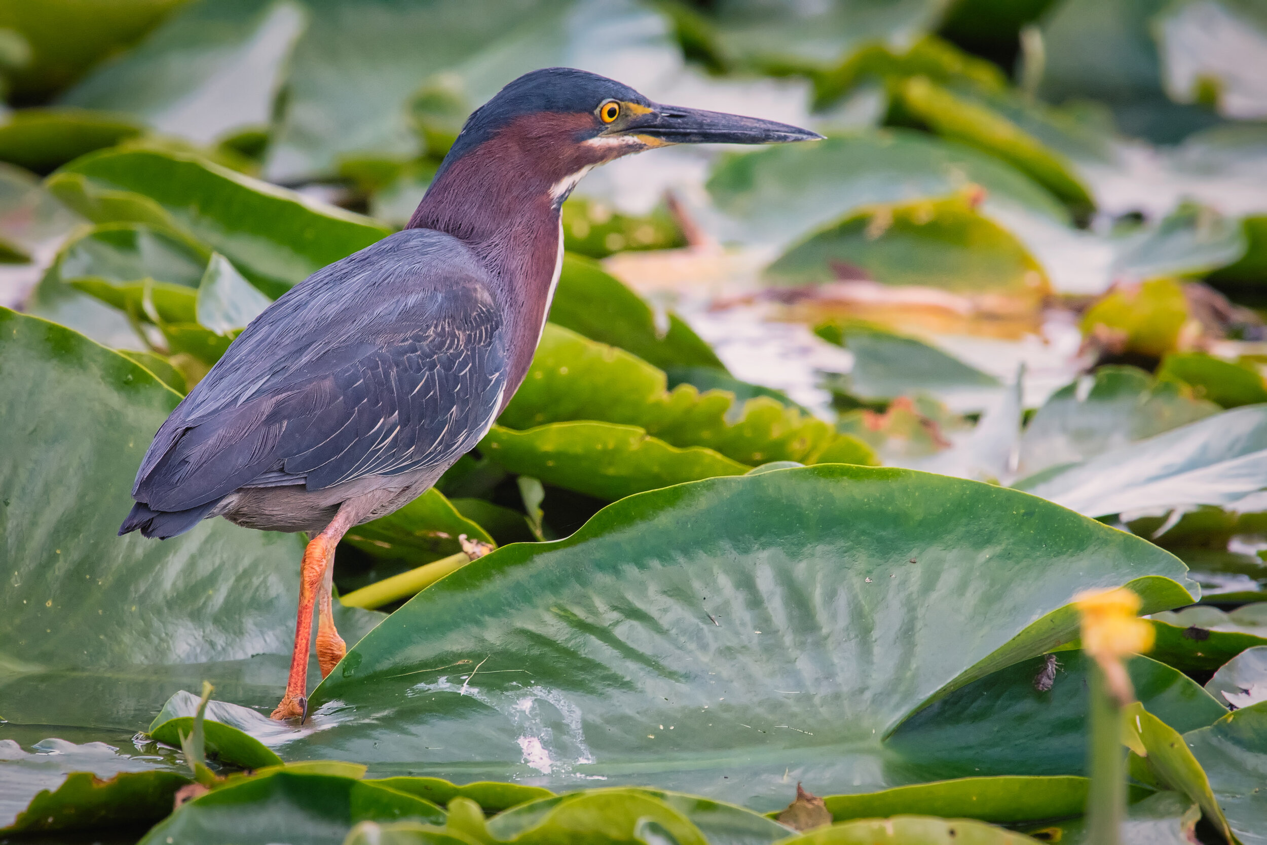 Little Green Heron on Lilly Pads