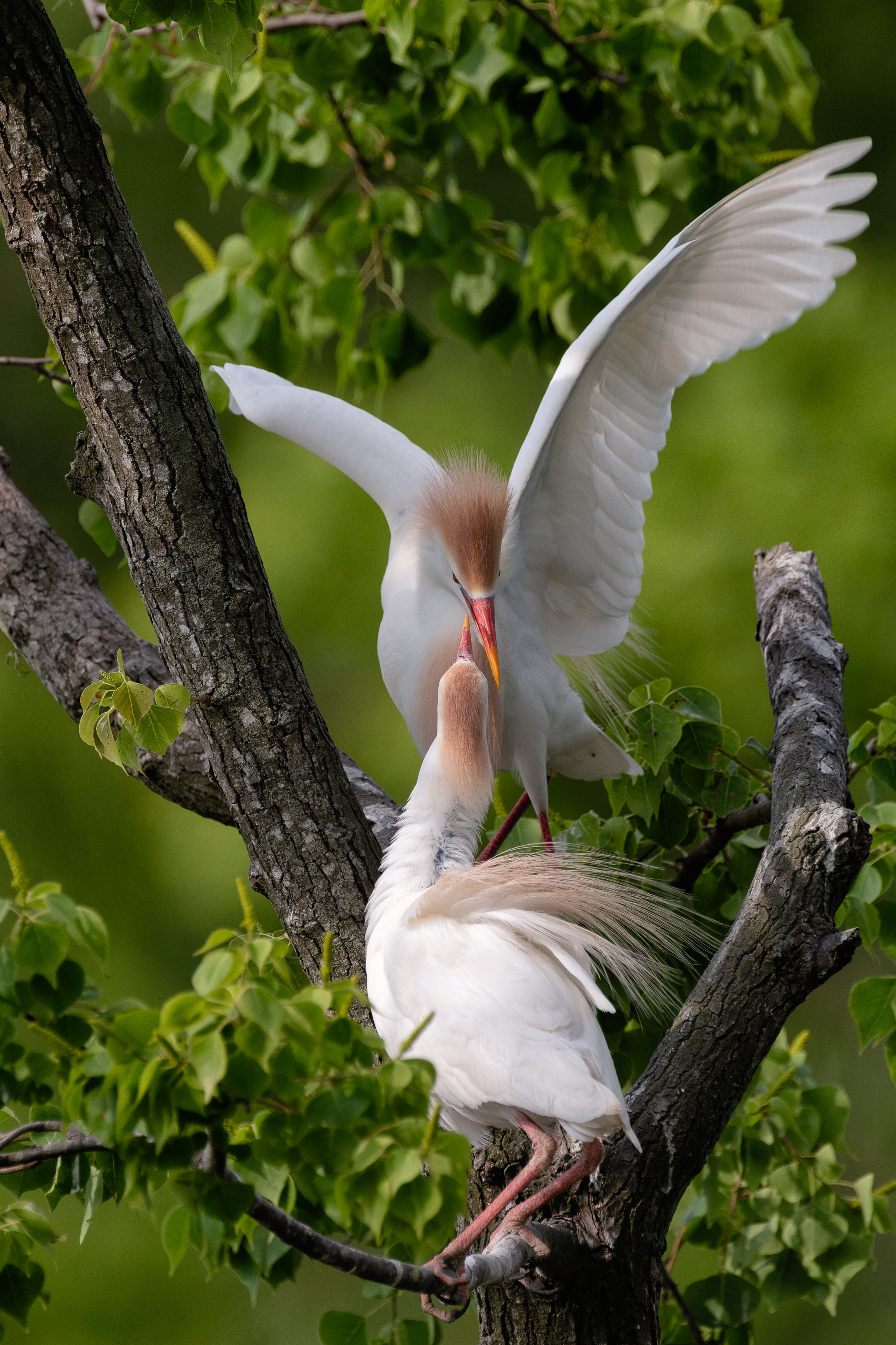 Cattle Egrets Building Their Nest