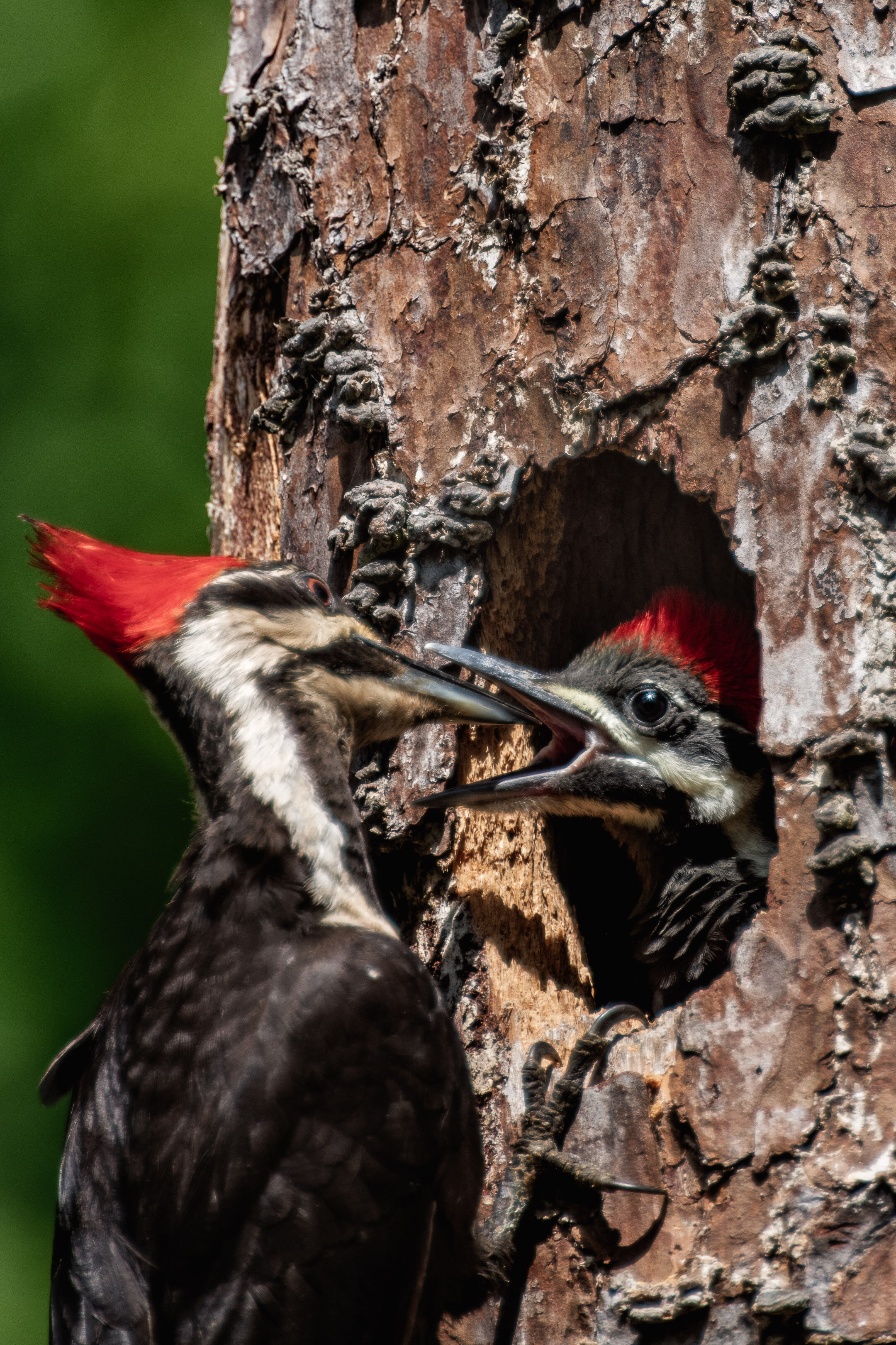 Pileated Woodpeckers Feeding Time