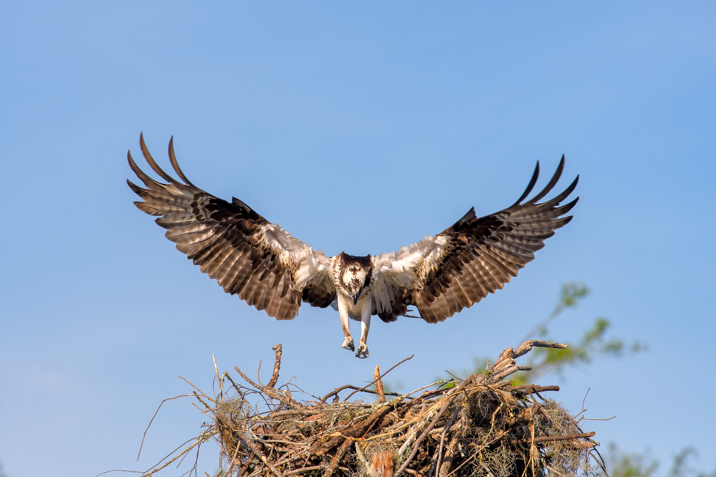 Osprey Landing on Nest