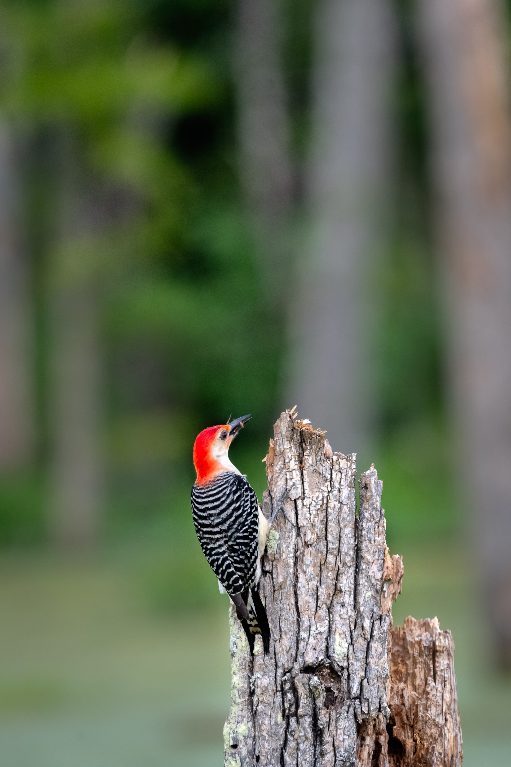 Red Bellied Woodpecker Eating a Grub