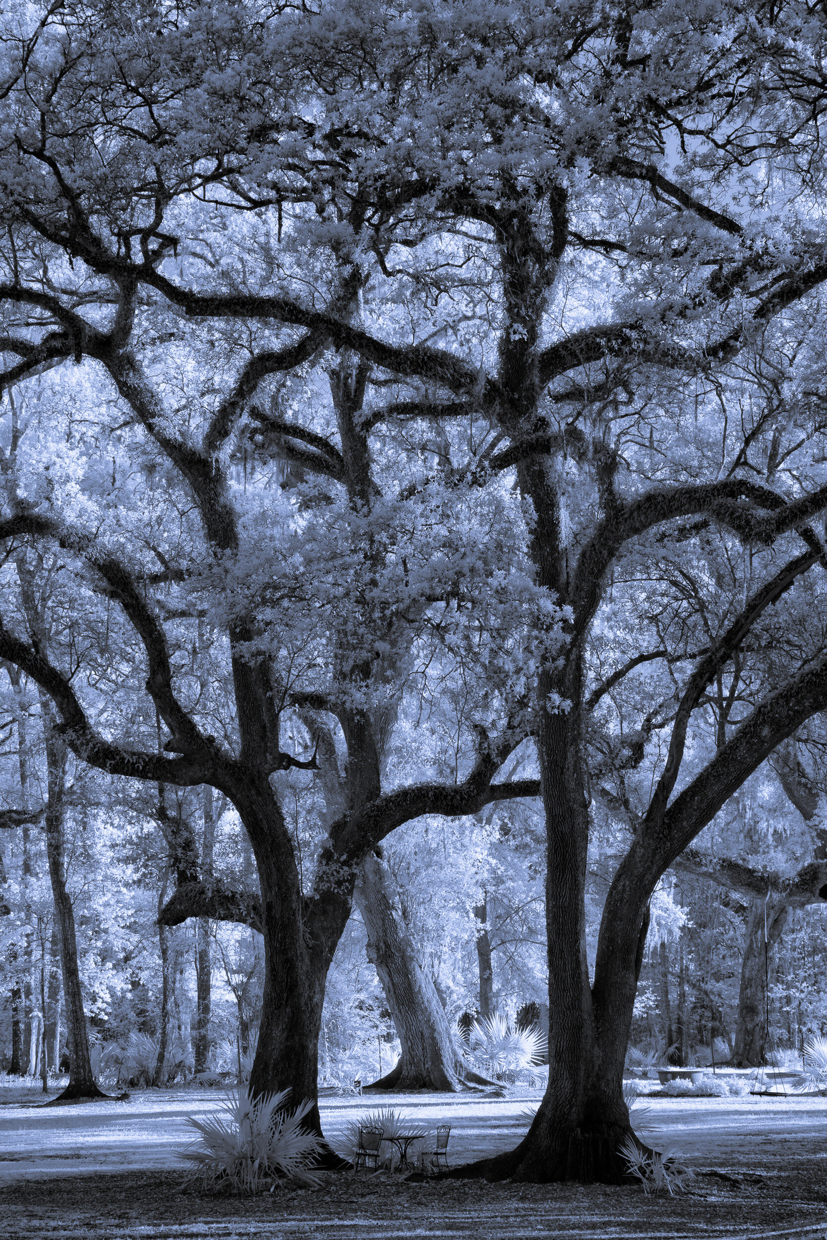 Oak Trees Lake Martin - Unprocessed IR