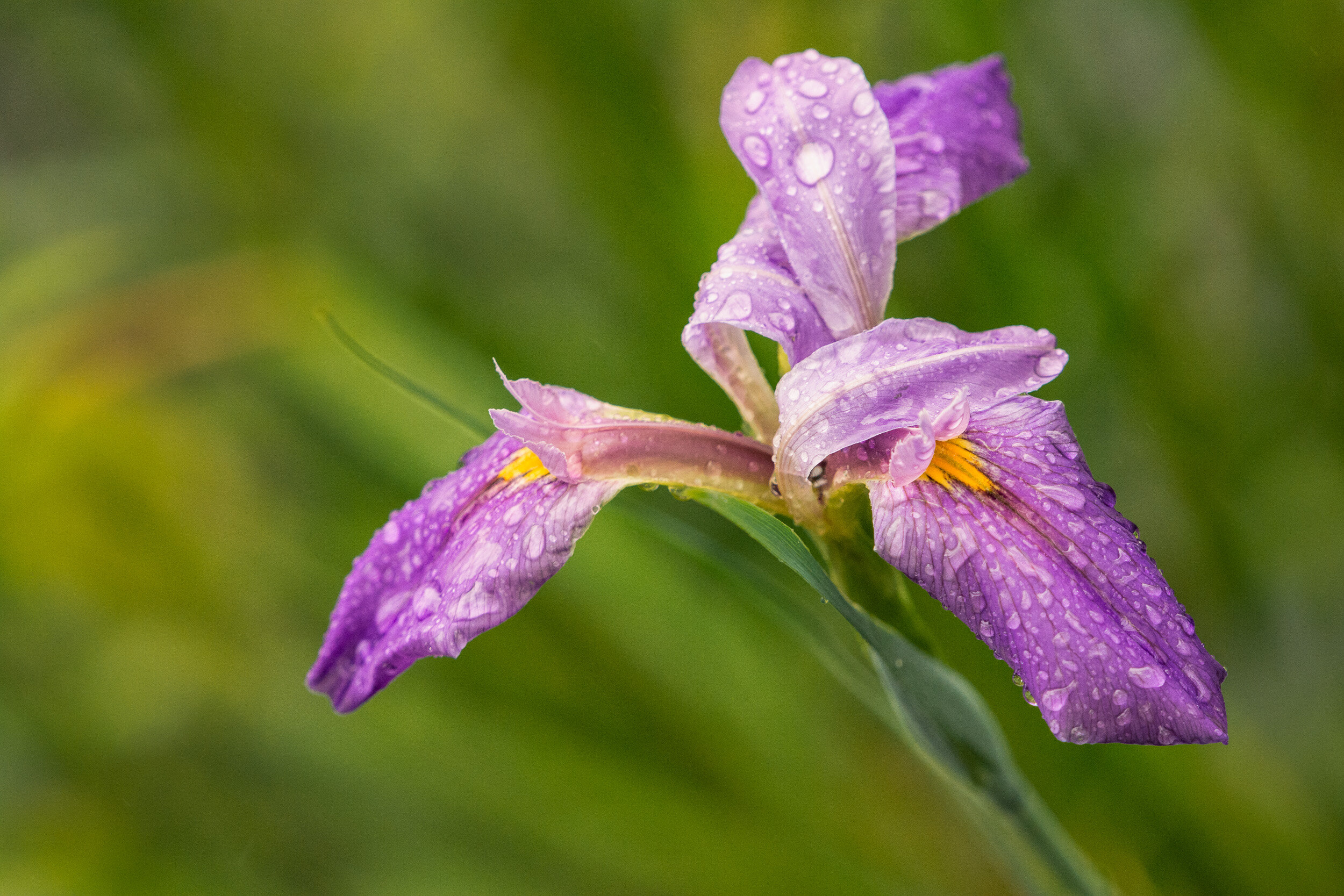  Purple Iris, early morning dew 