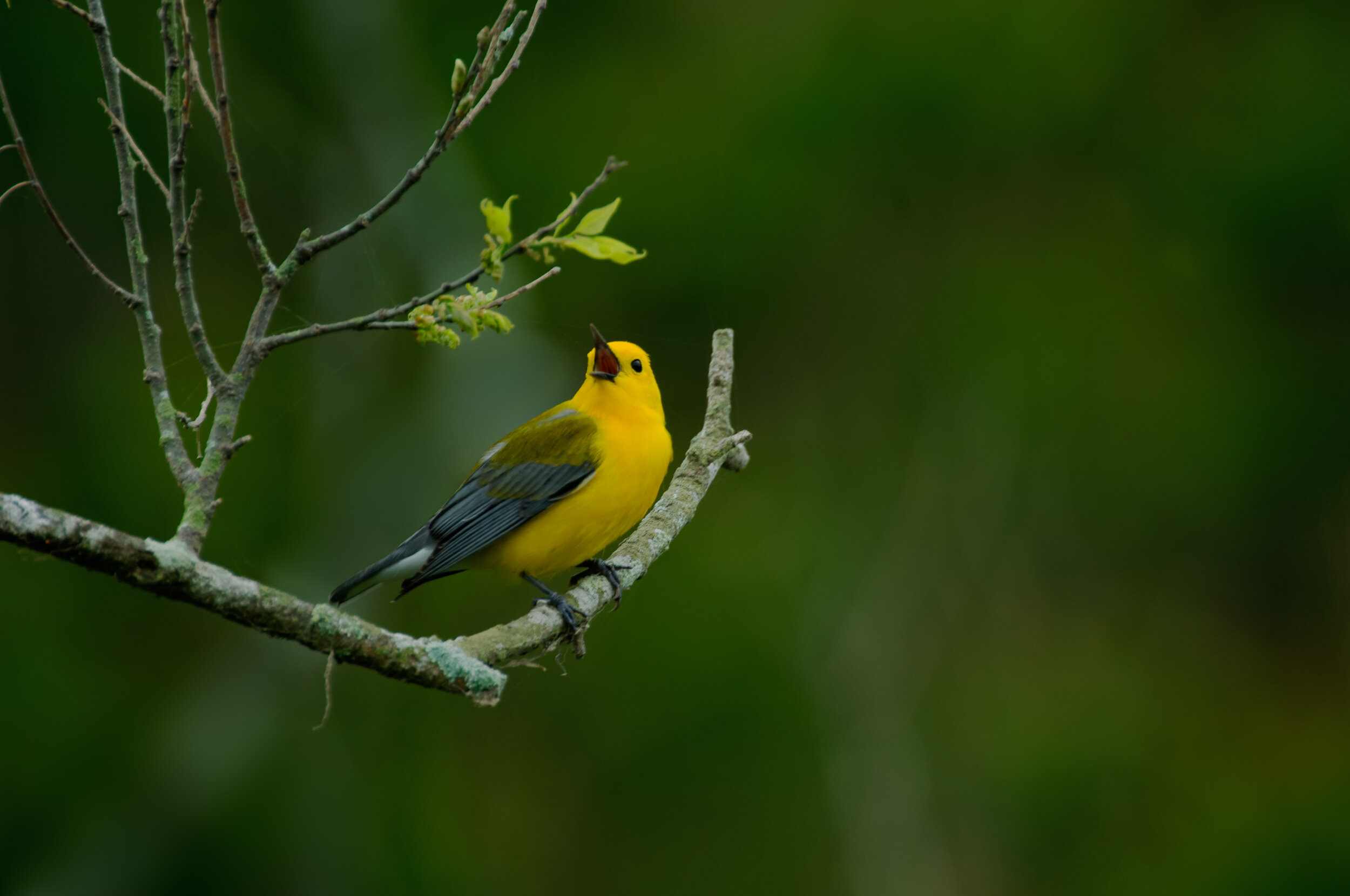  Prothonotary Warbler Singing 