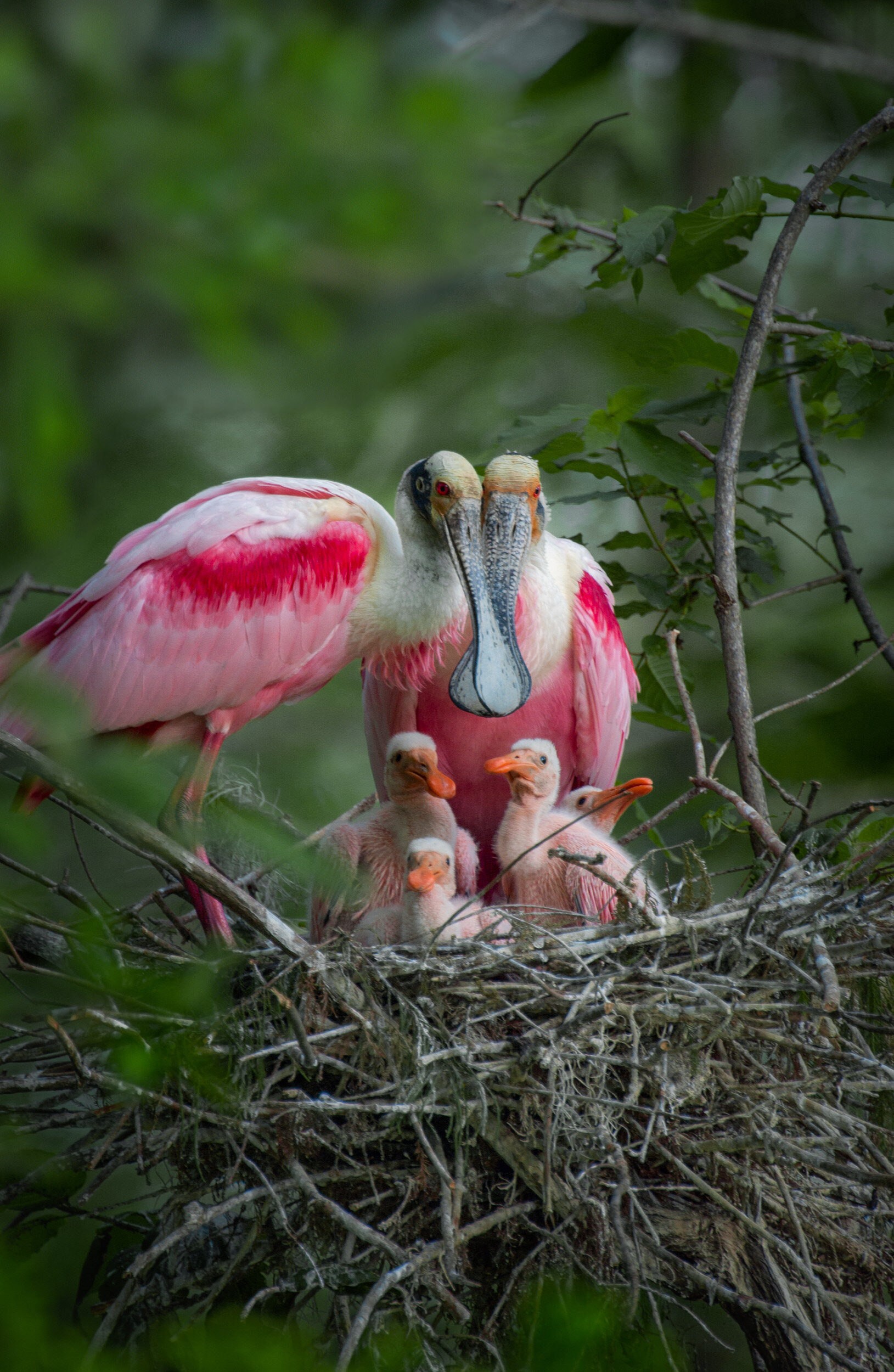  Reoseat Spoonbill Family 