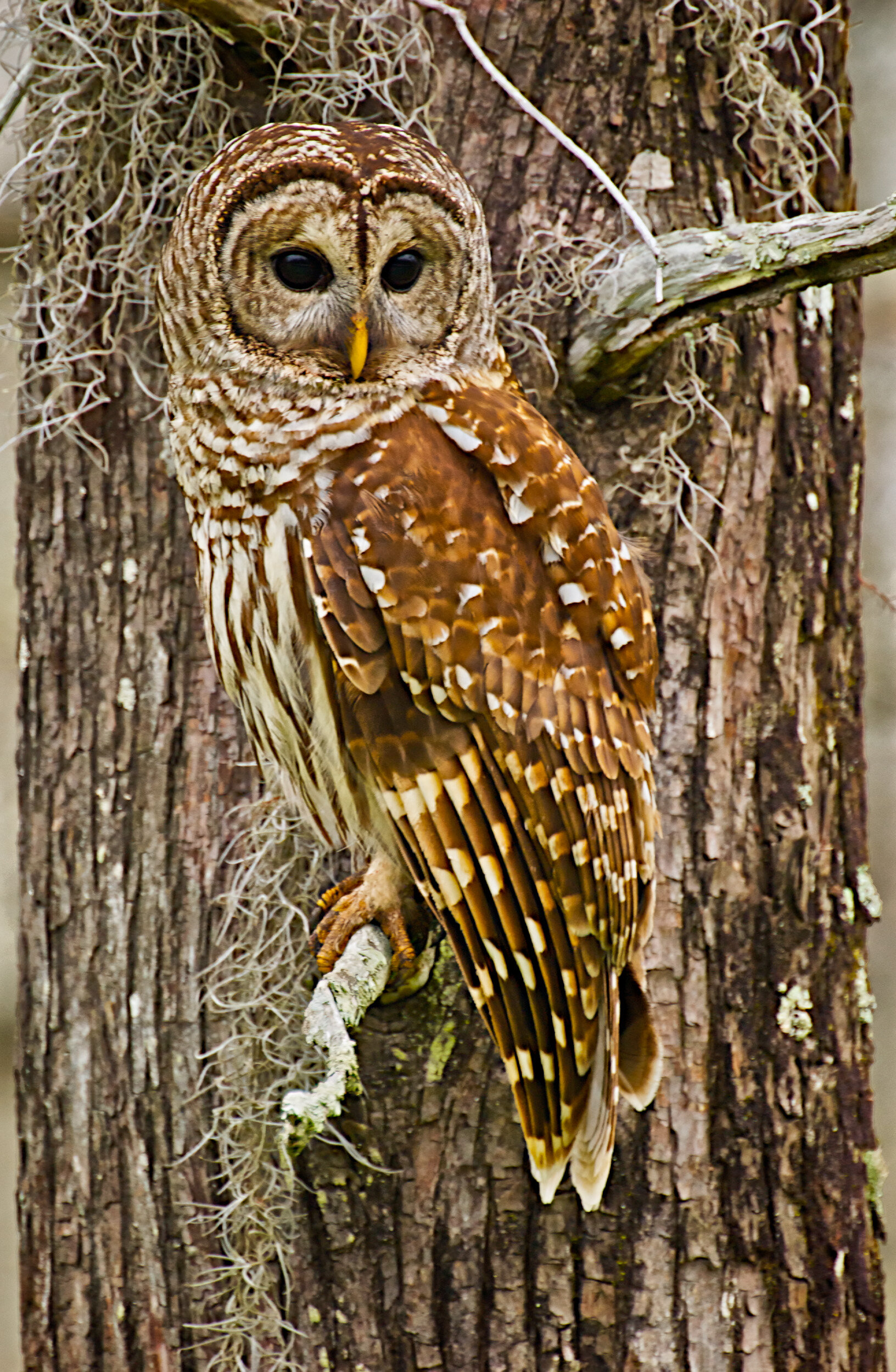 Barred Owl in Cypress Tree