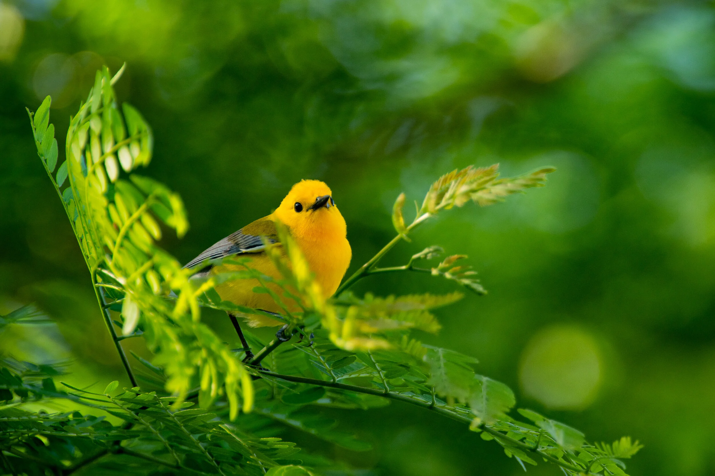 Prothonotary Warbler