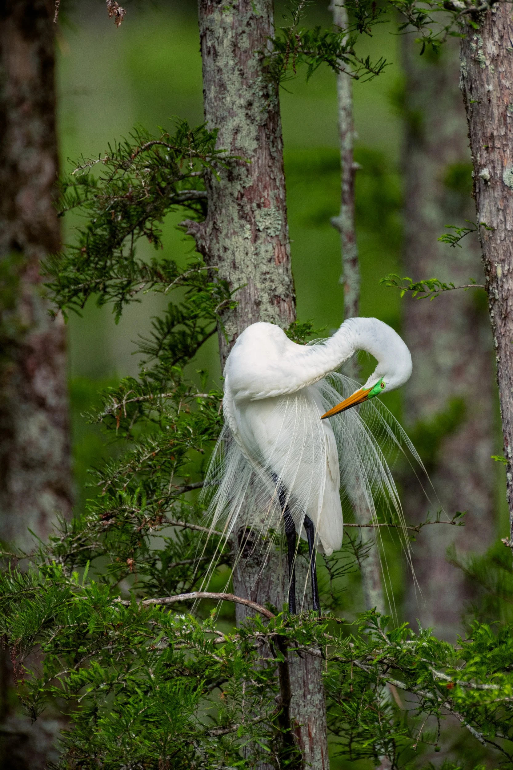  A great Egret at Cazan Lake displaying to attract a mate. 