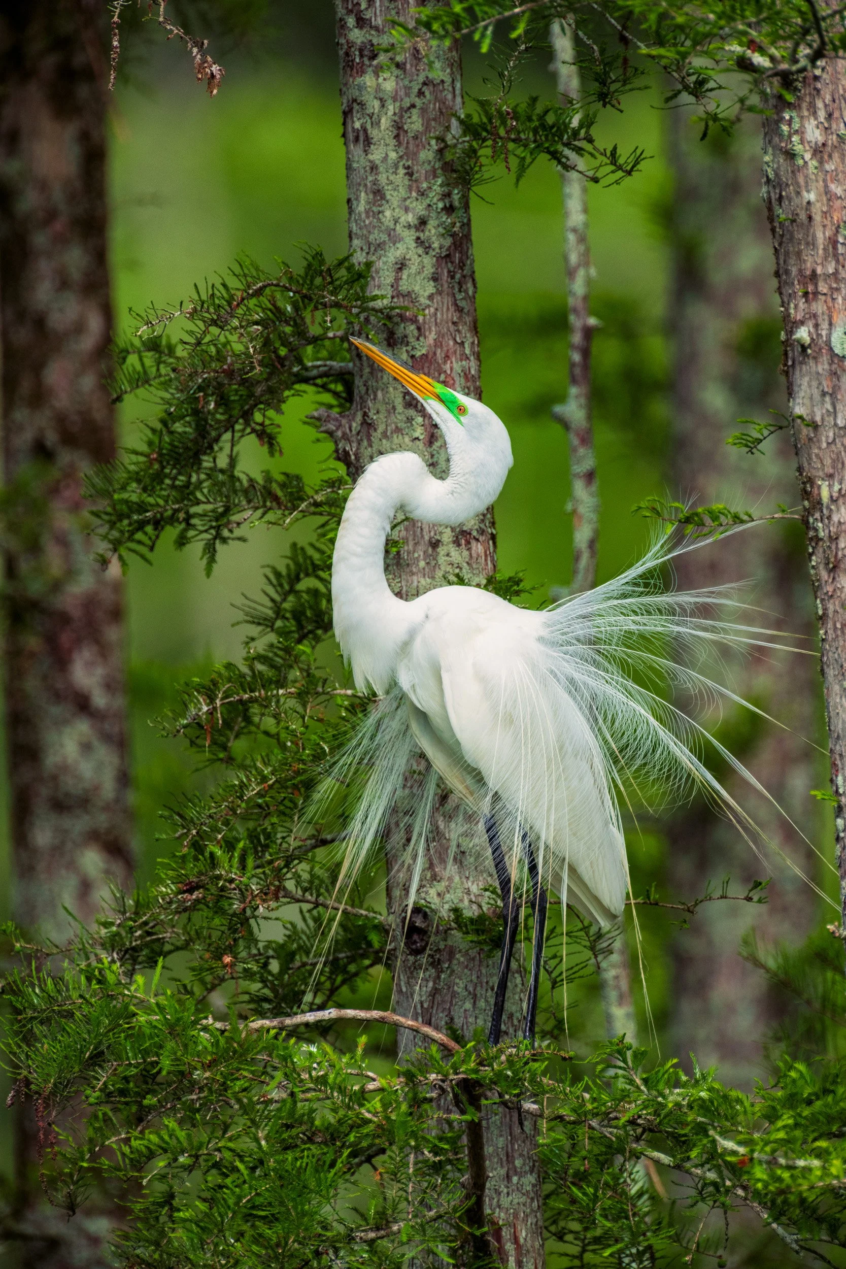  A great Egret at Cazan Lake Displaying to attract a Mate. 