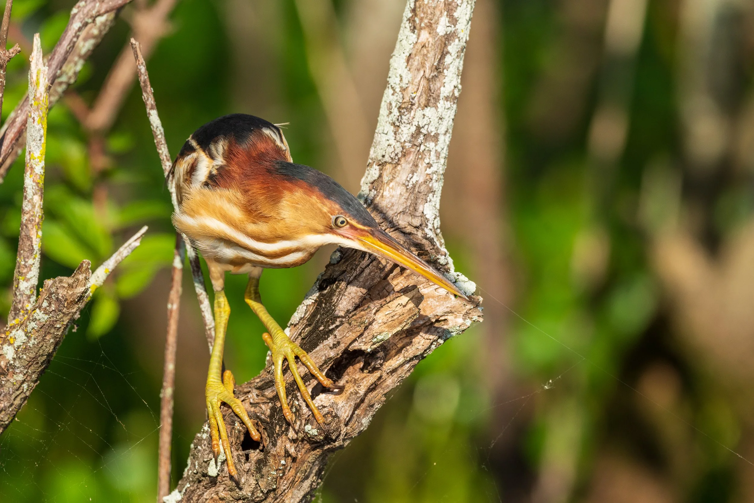  A least Bittern at Millers Lake. Searching for Dinner 