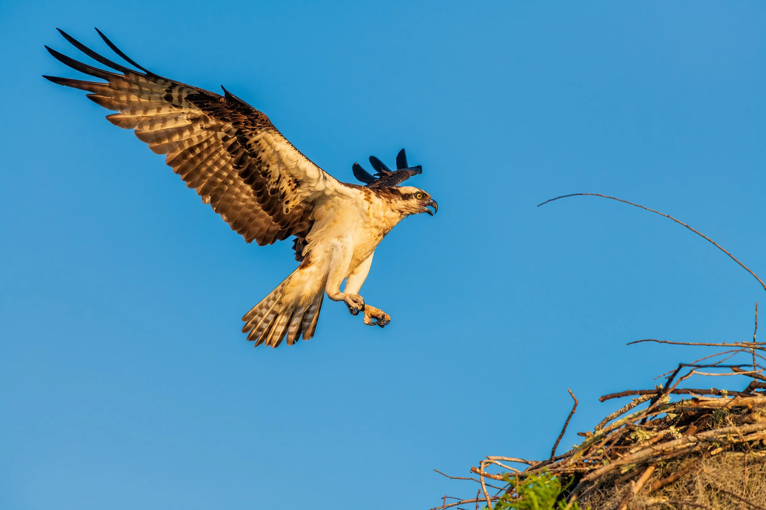  An Osprey Leaving the Nest at Henderson Swamp 