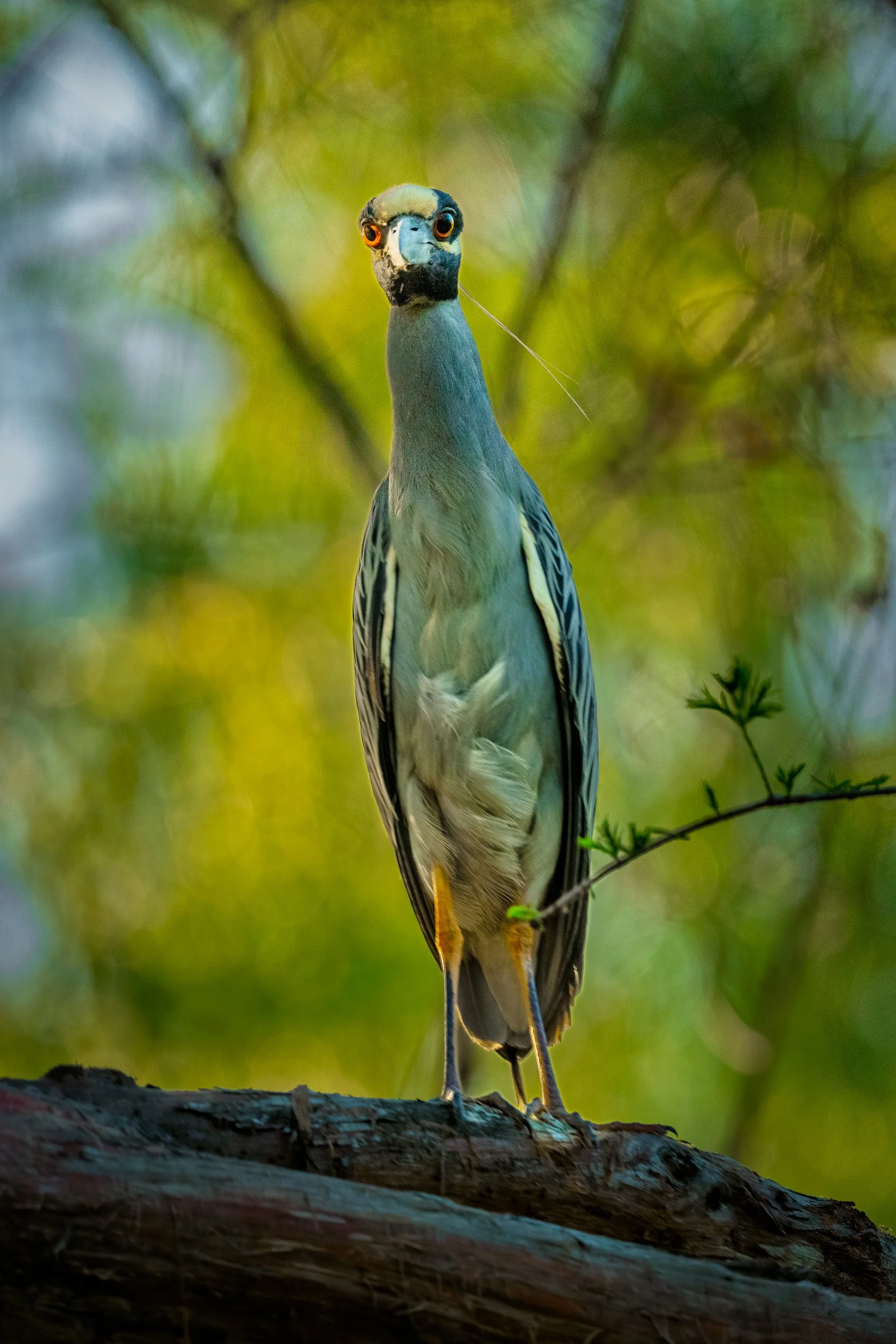  Yellow-Crowned Night on its nest Henderson Swamp 