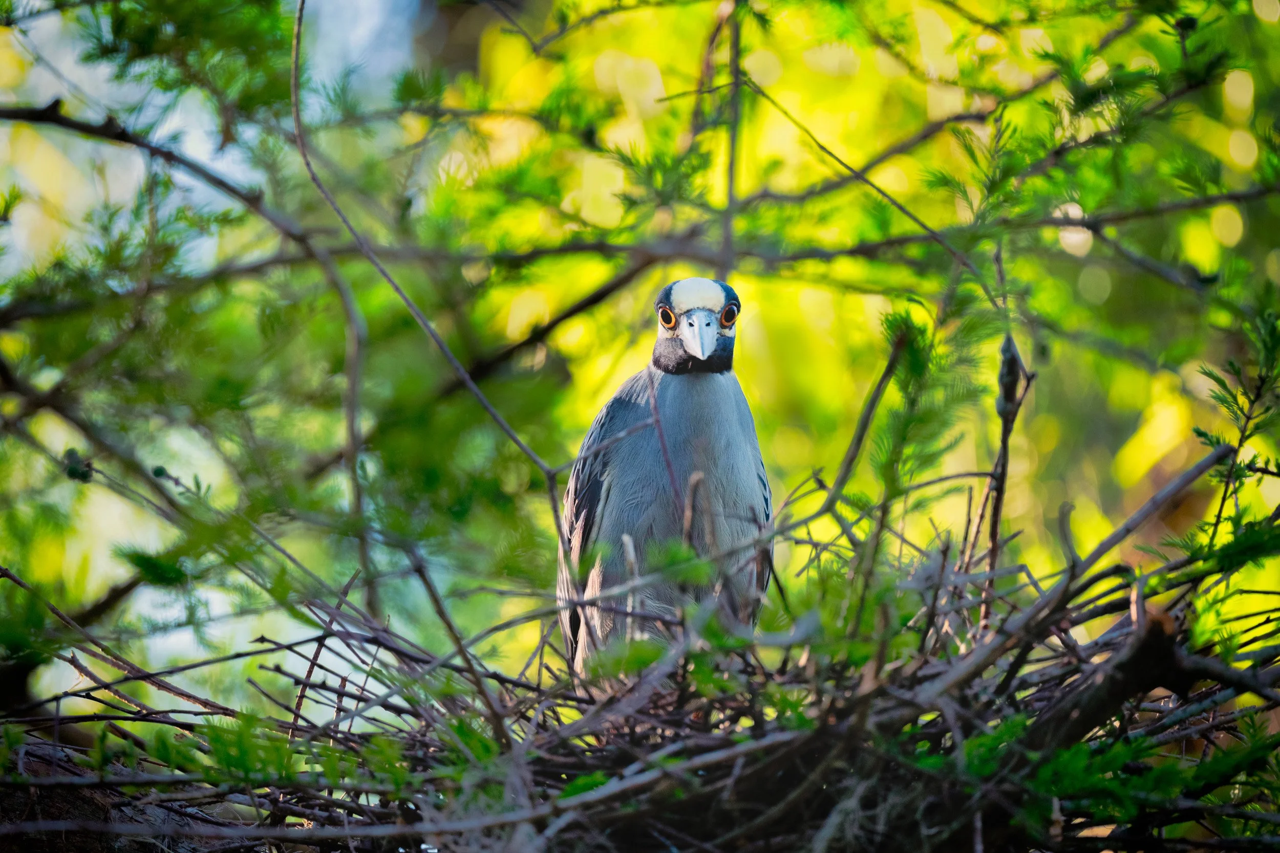  Yellow-Crowned Night Heron on its nest Henderson Swamp 