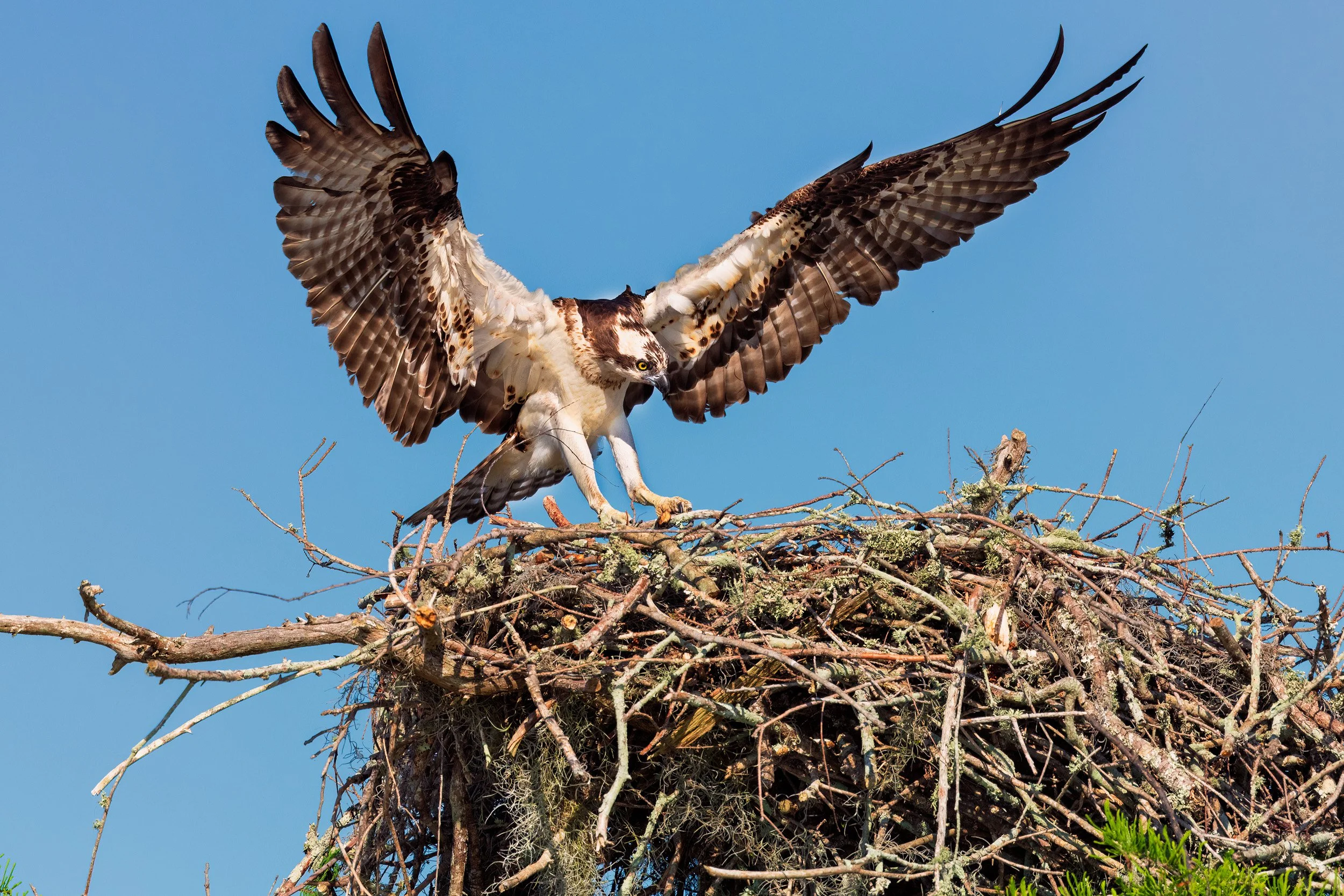  Osprey returning to the nest at Henderson Swamp. 