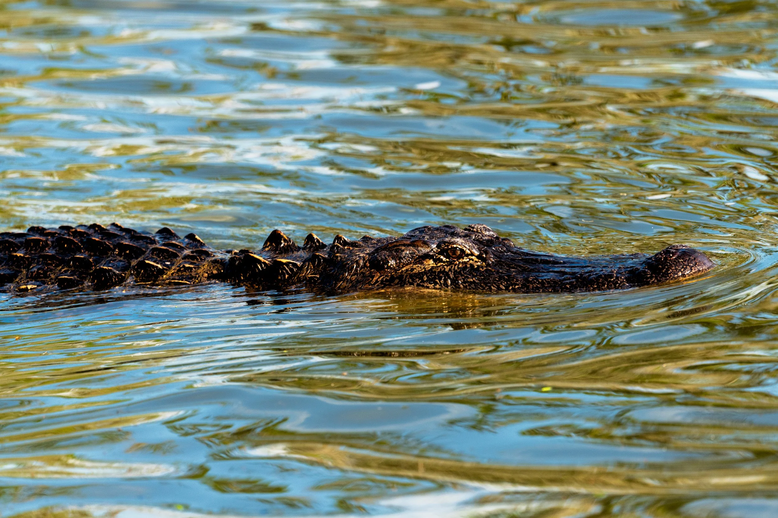  American Alligator Lurking at Lake Martin 