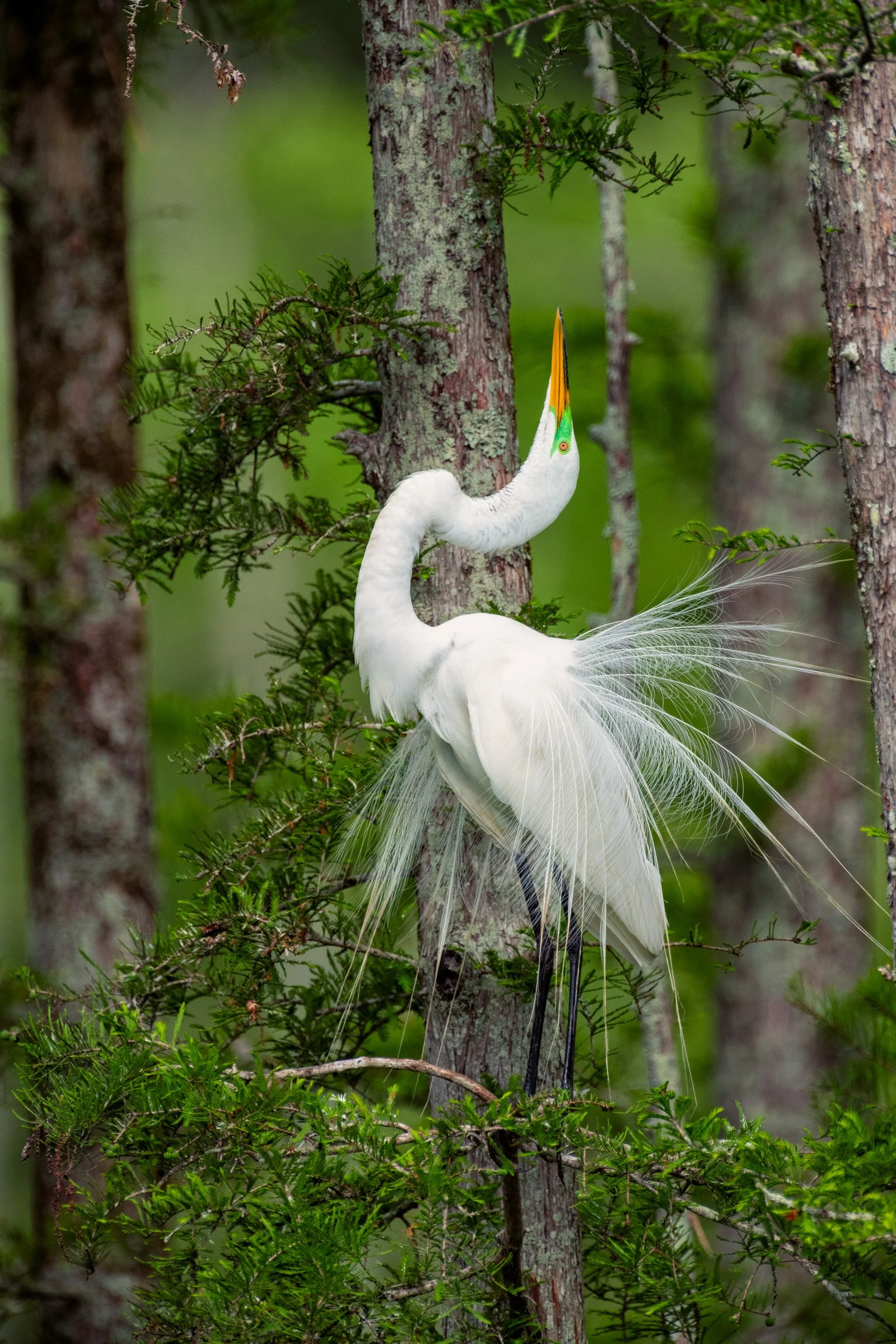  A Great Egret at Cazan Lake Displaying to attract a Mate. 