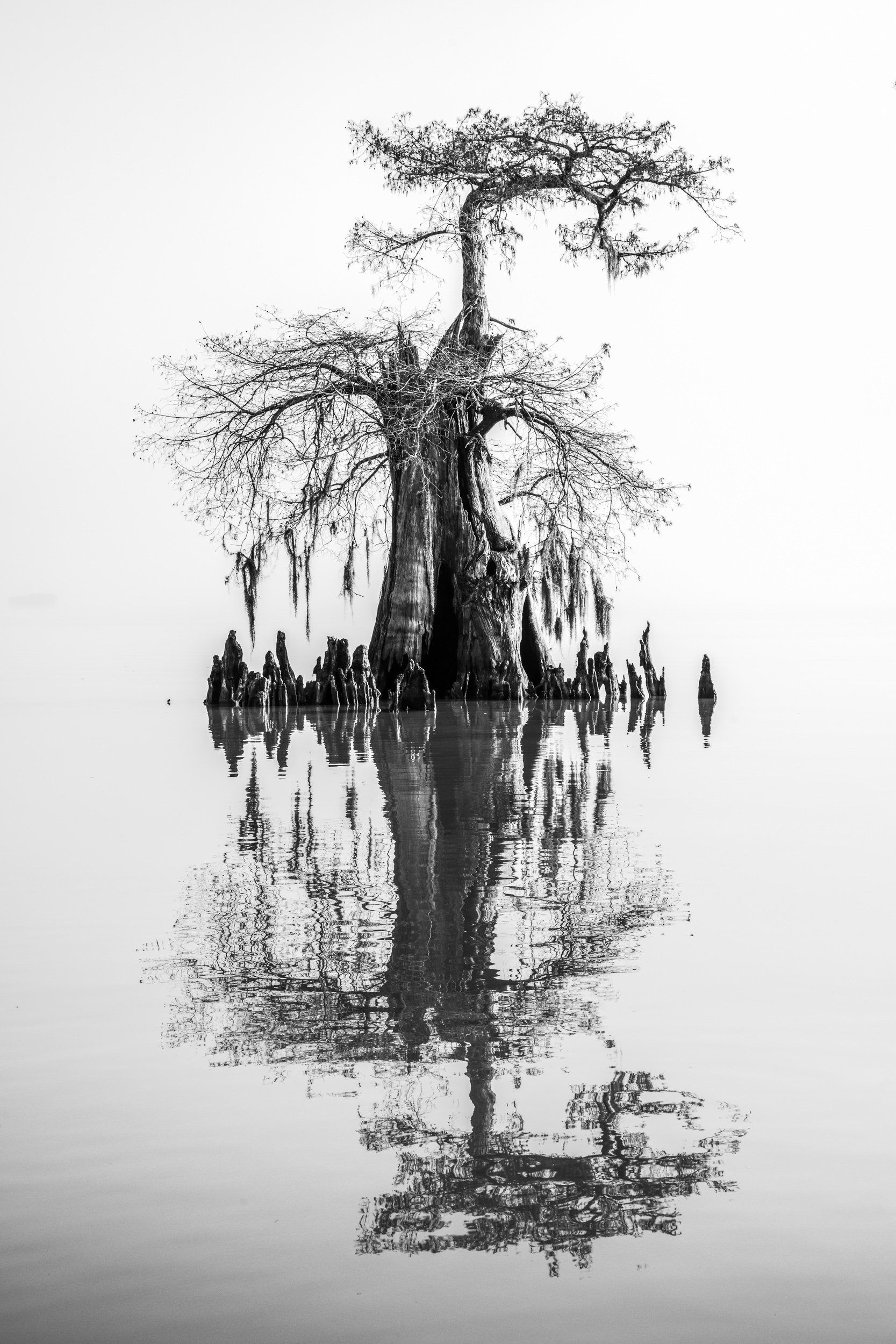 Ghost Tree in Fog