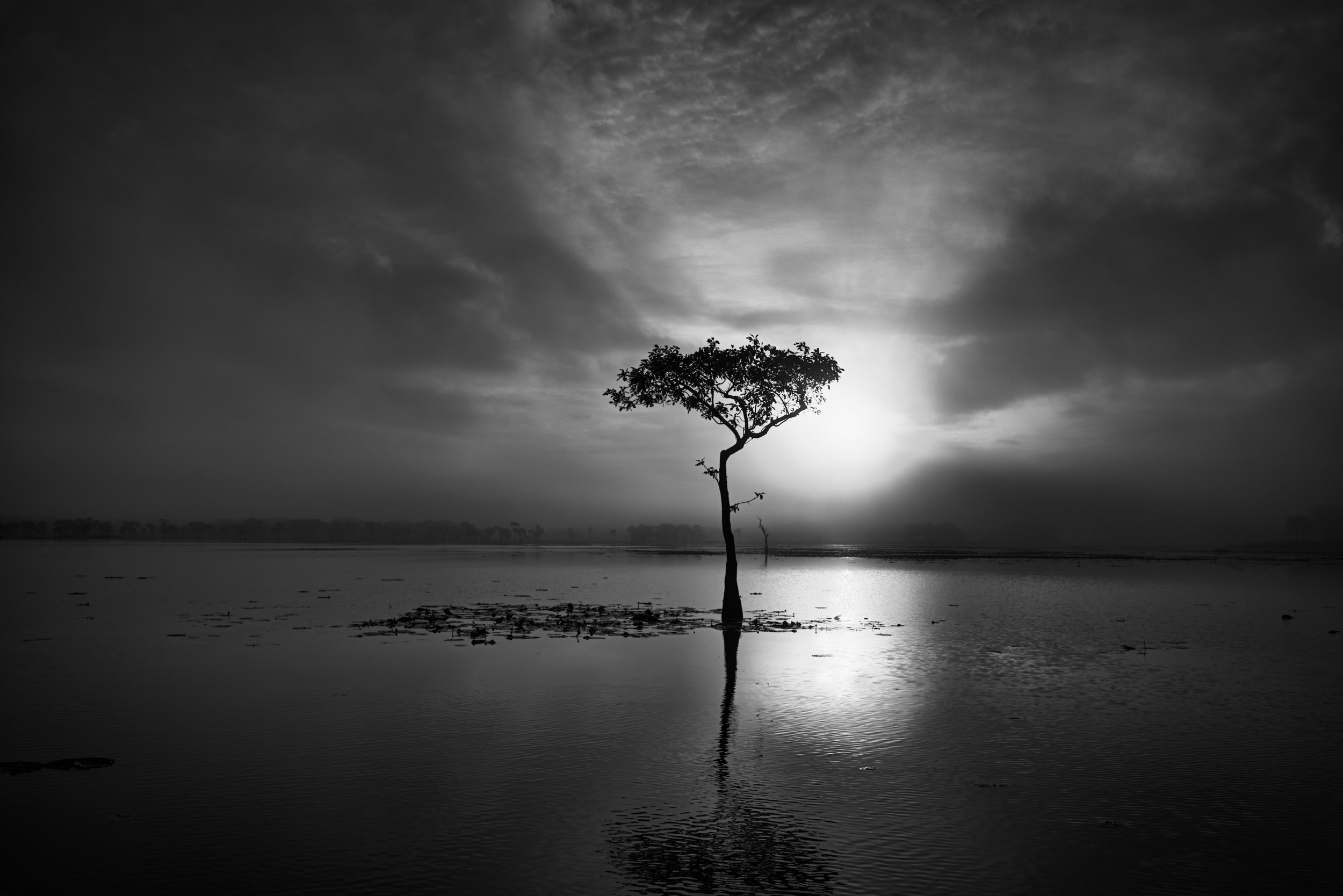 Lone Tupelo in Black and White