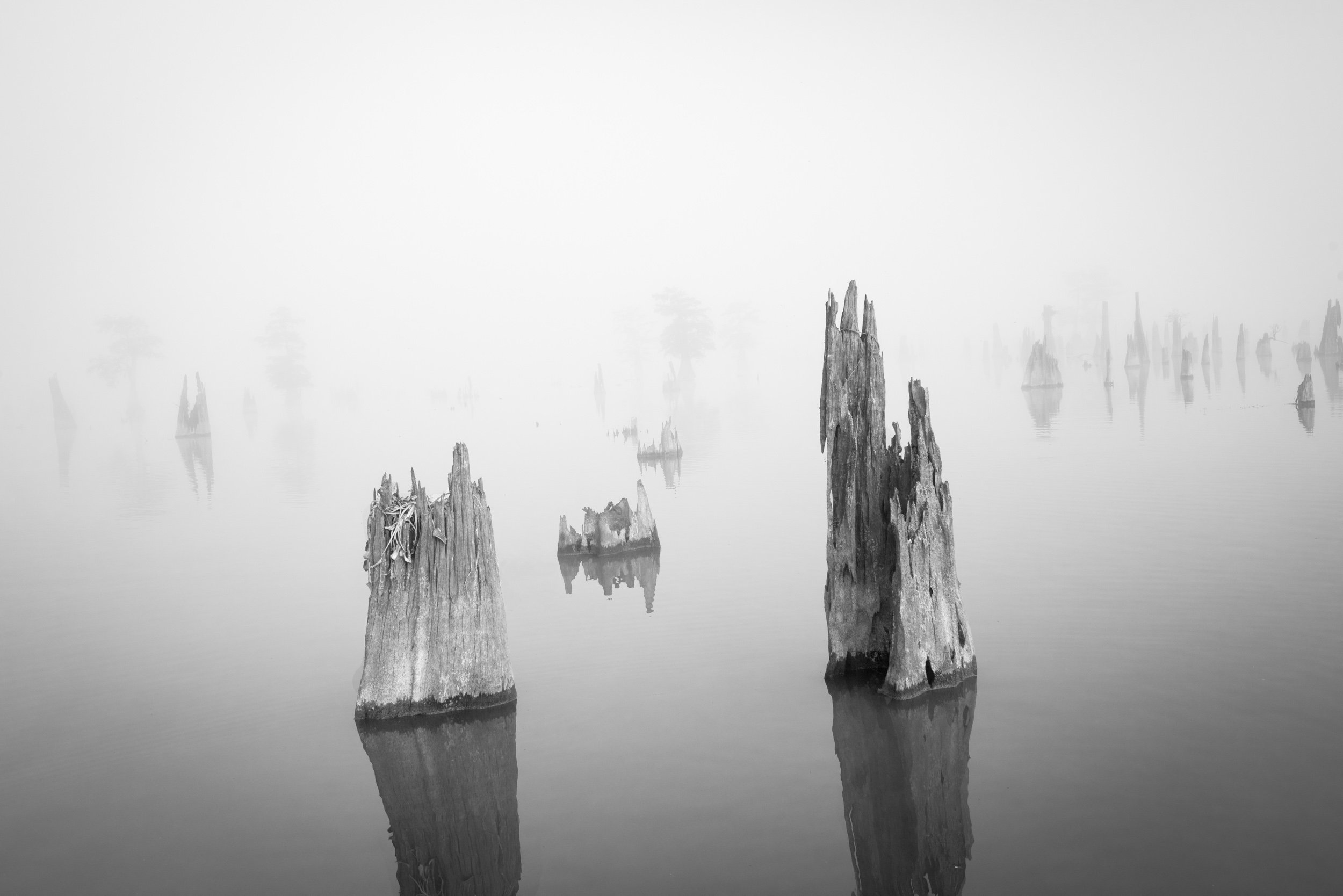 Cypress Stumps in the Fog