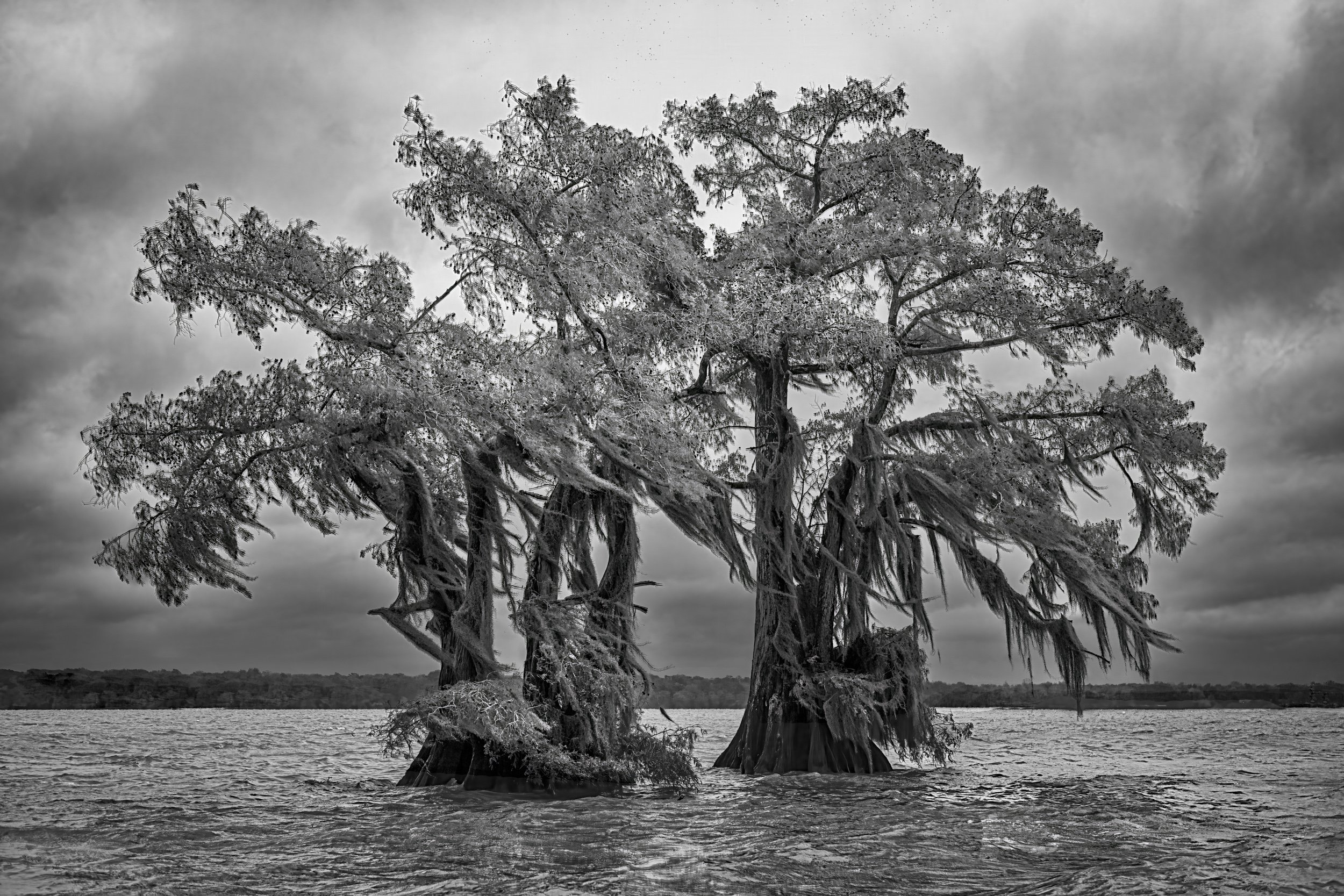 Cold and Windy Morning at Lake Dauterive