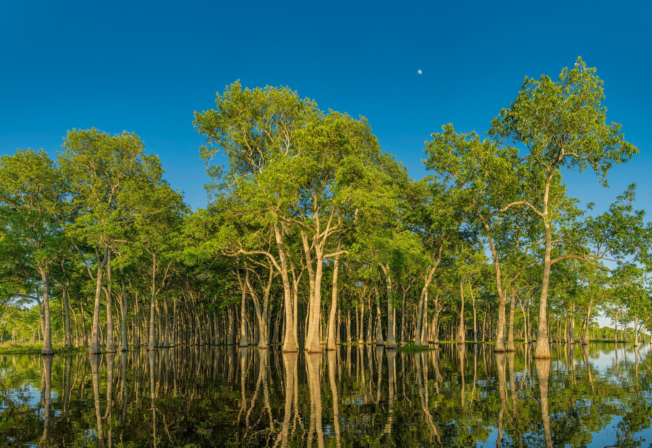 Tupelo Forest at Miller's Lake