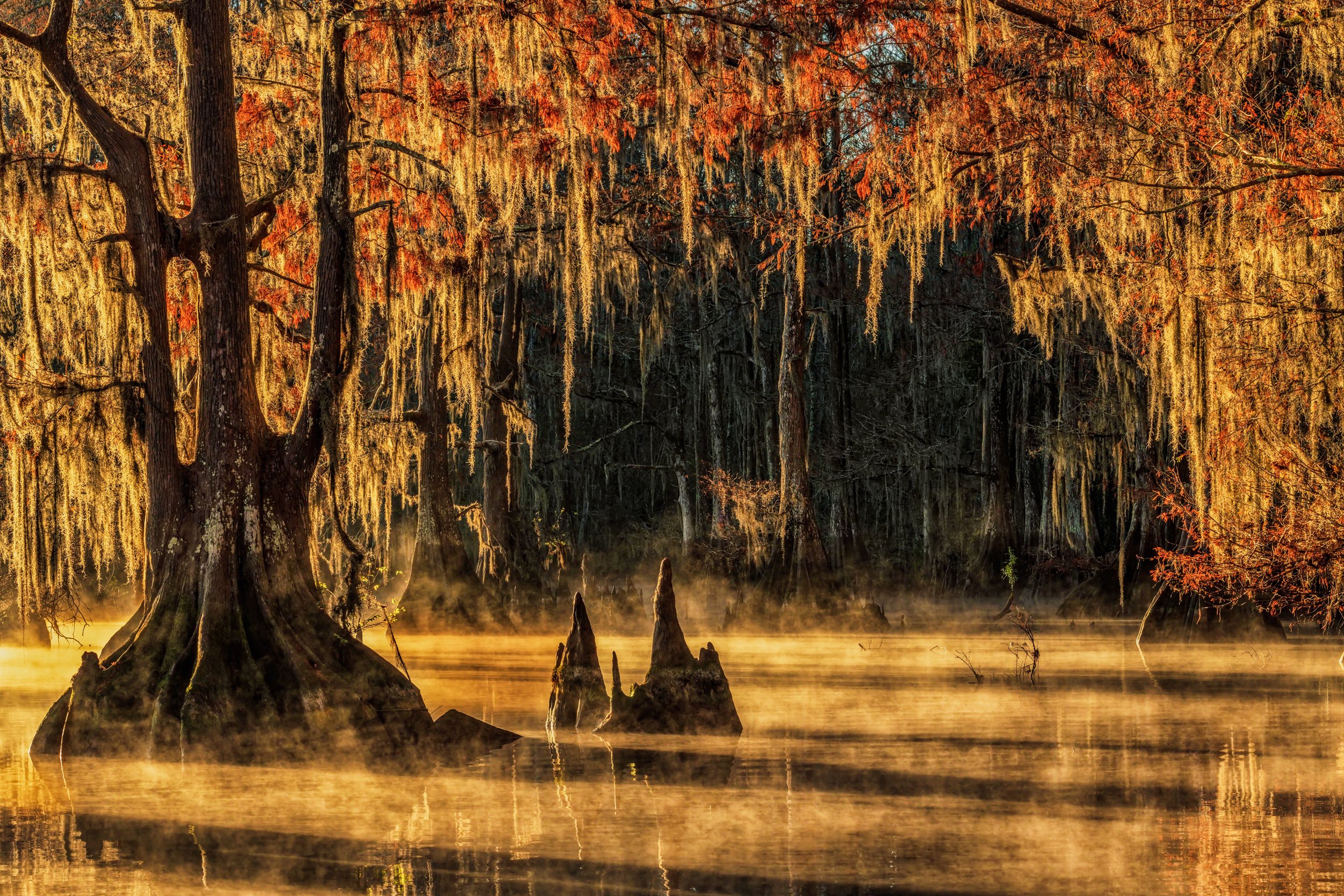 Backlit Cypress Trees on a foggy morning