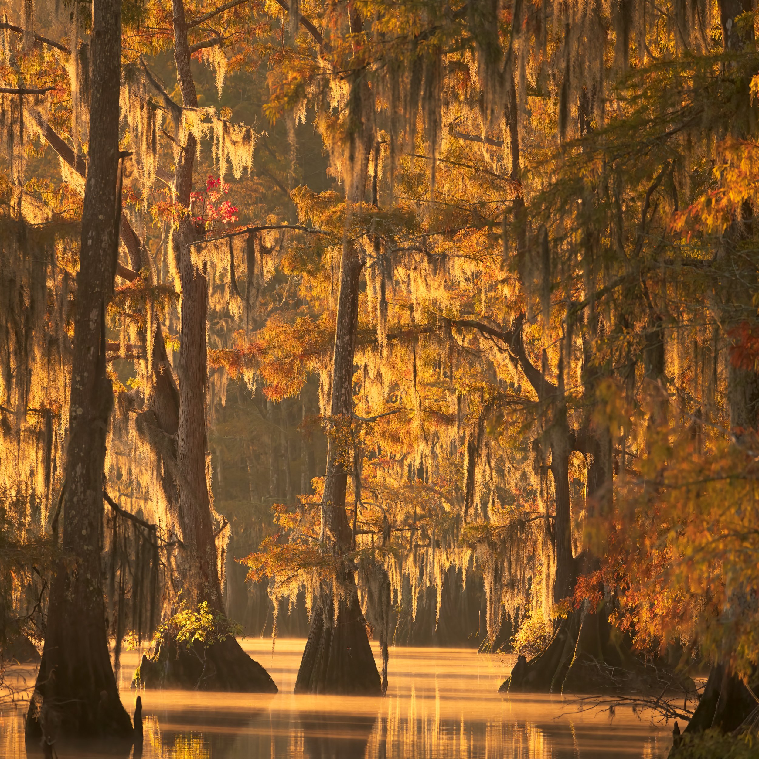 Cypress Trees photographed in backlit fog