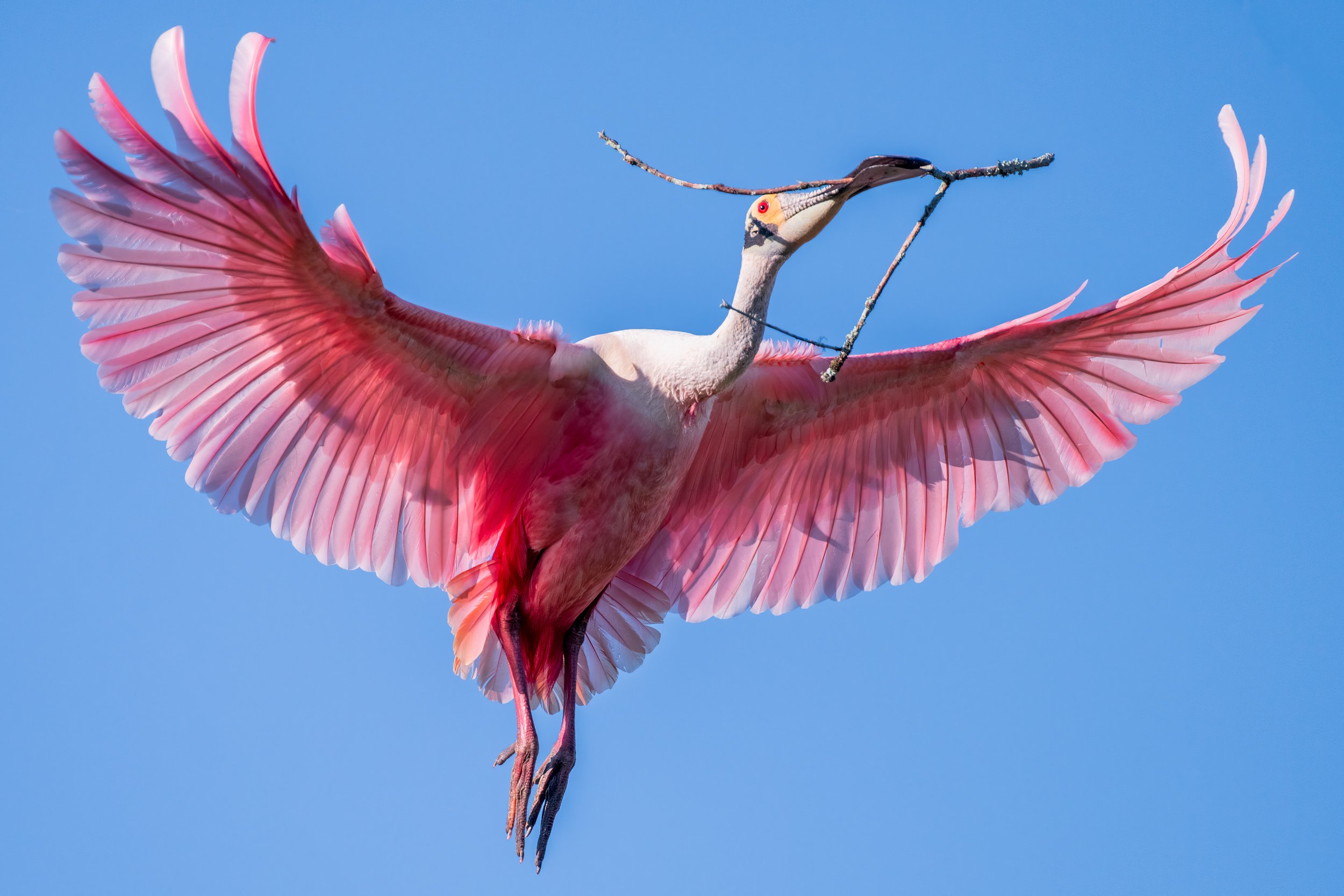 Roseate Spoonbill with stick returning to the nest