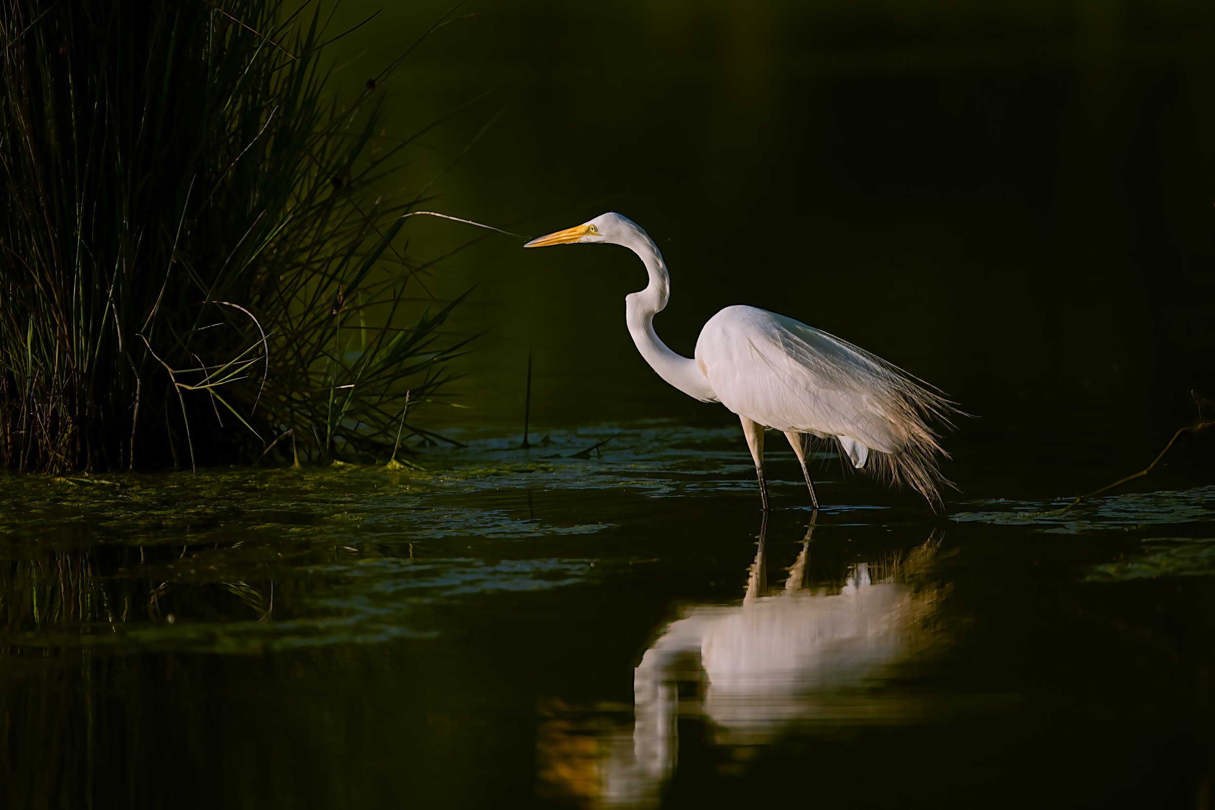 High Contrast Shot of Egret Fishing