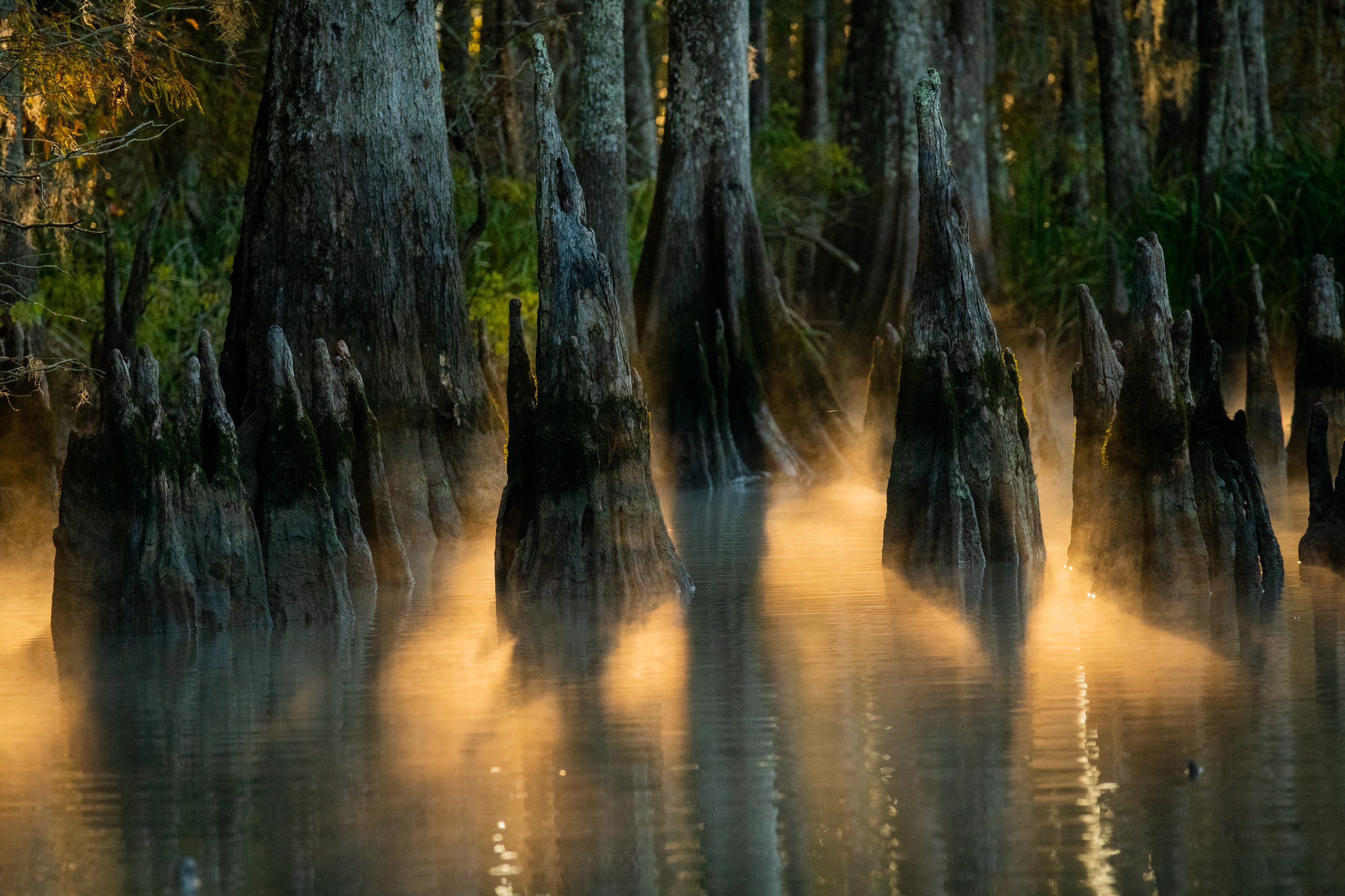 Backlit Cypress Knees