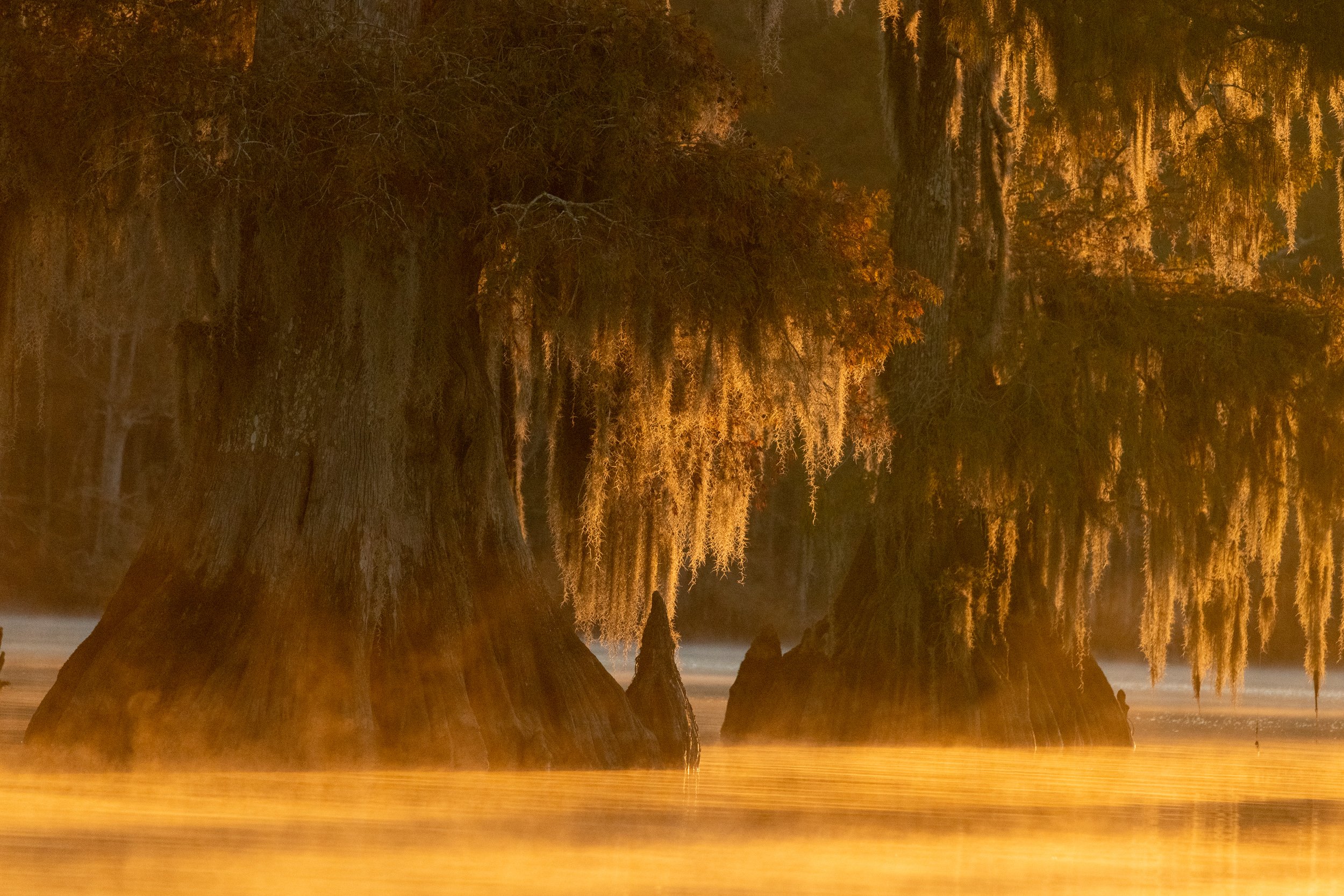 Backlit Cypress Trees - Lake Dauterive