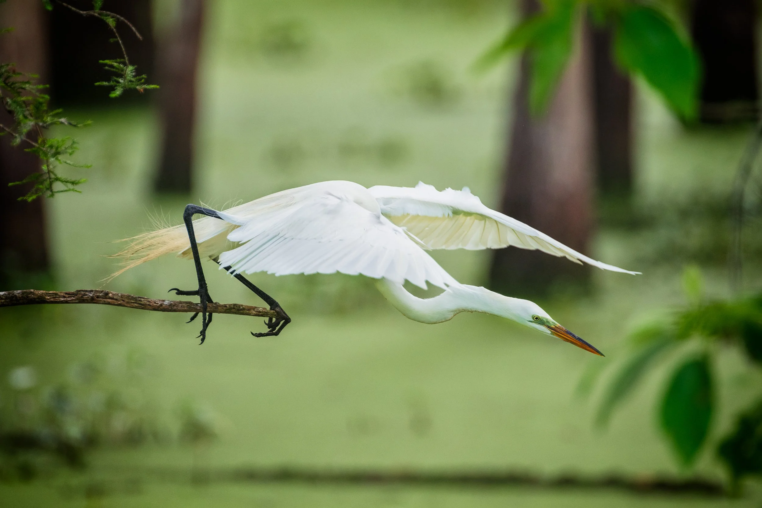  A Great Egret at Cazan Lake Taking Flight. 