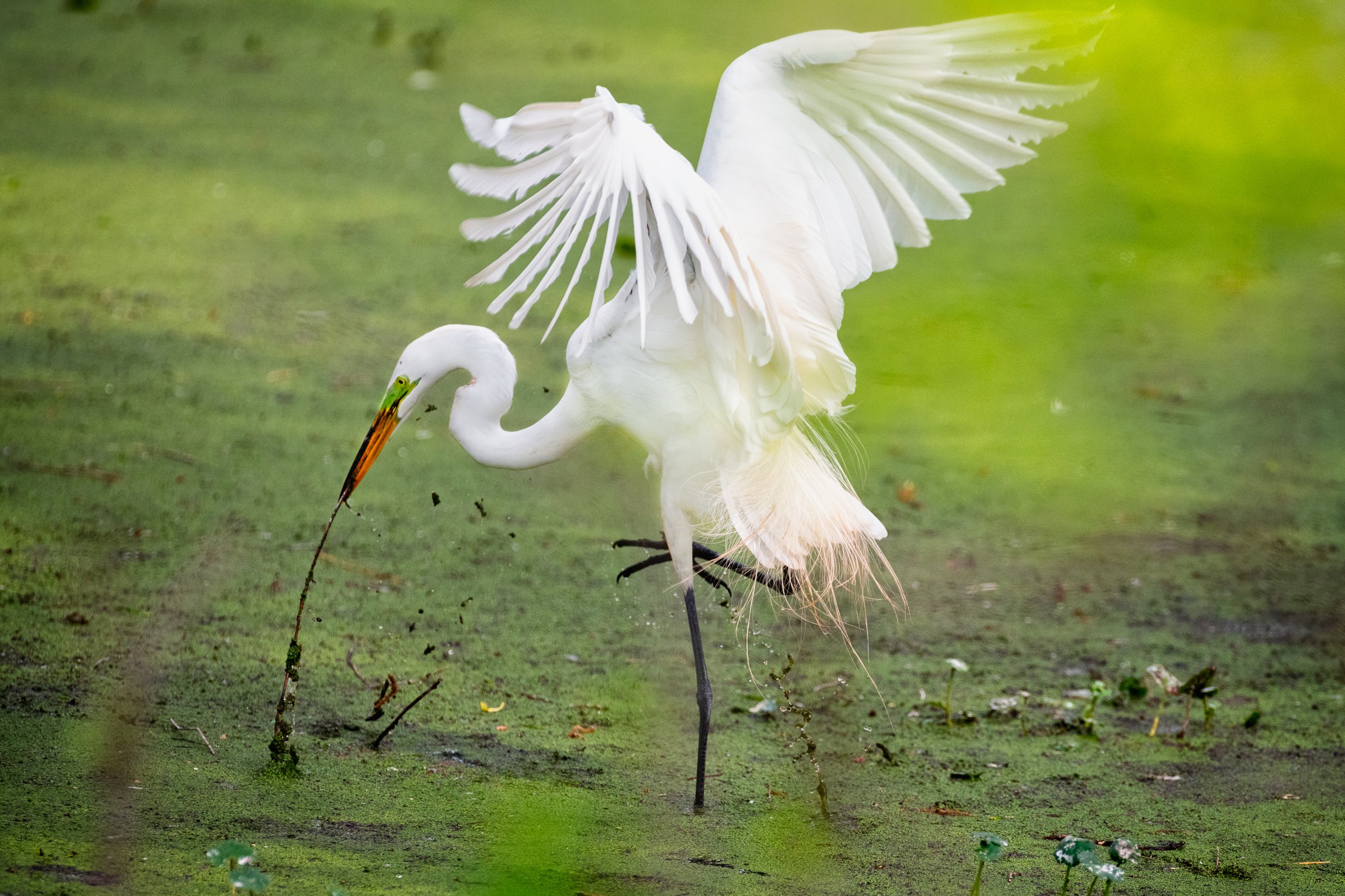  A great Egret at Cazan Lake Collecting Sticks 