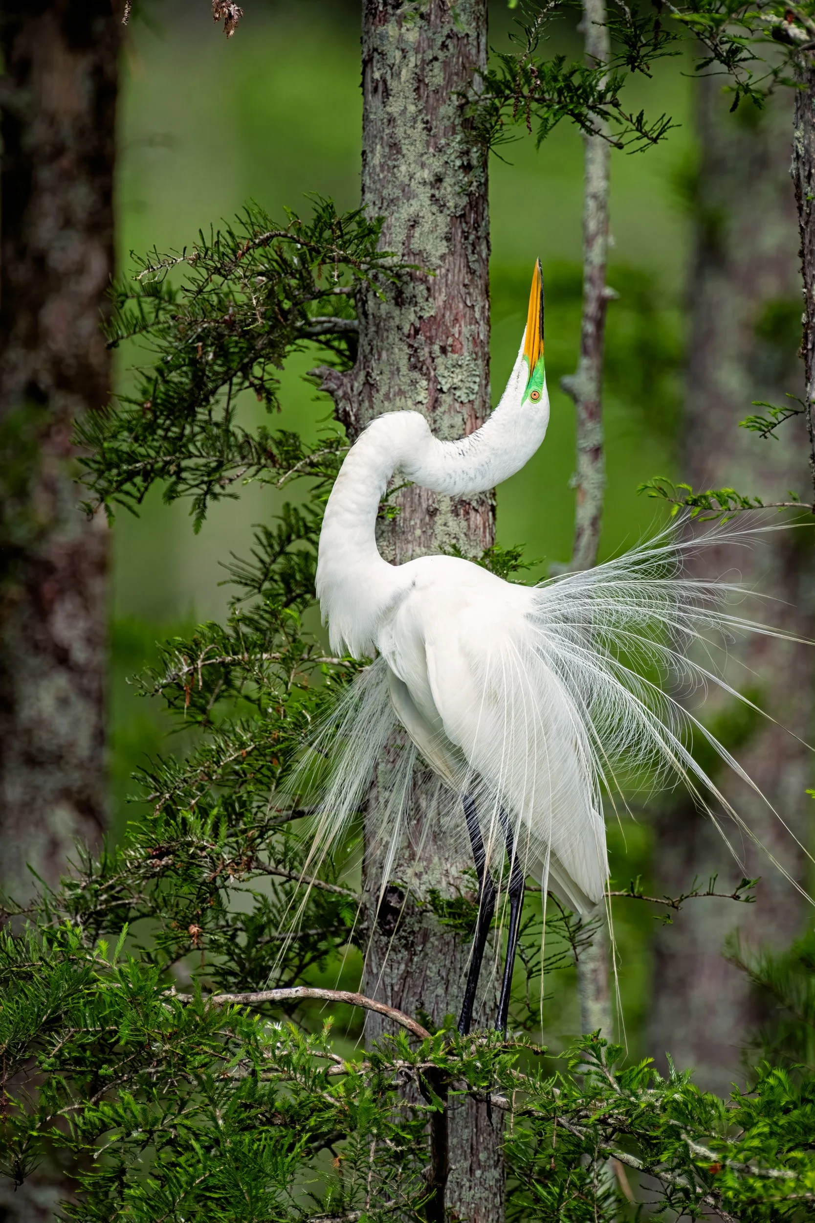  A great Egreat at Cazan Lake Displaying to attract a Mate. 