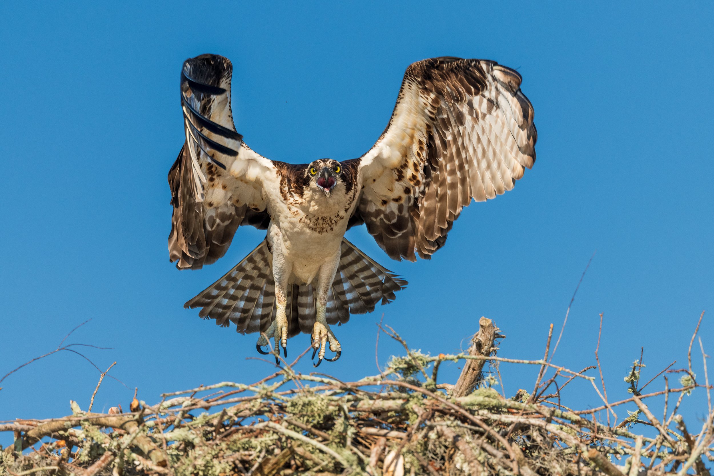  Osprey leaving its nest at Henderson Swamp 