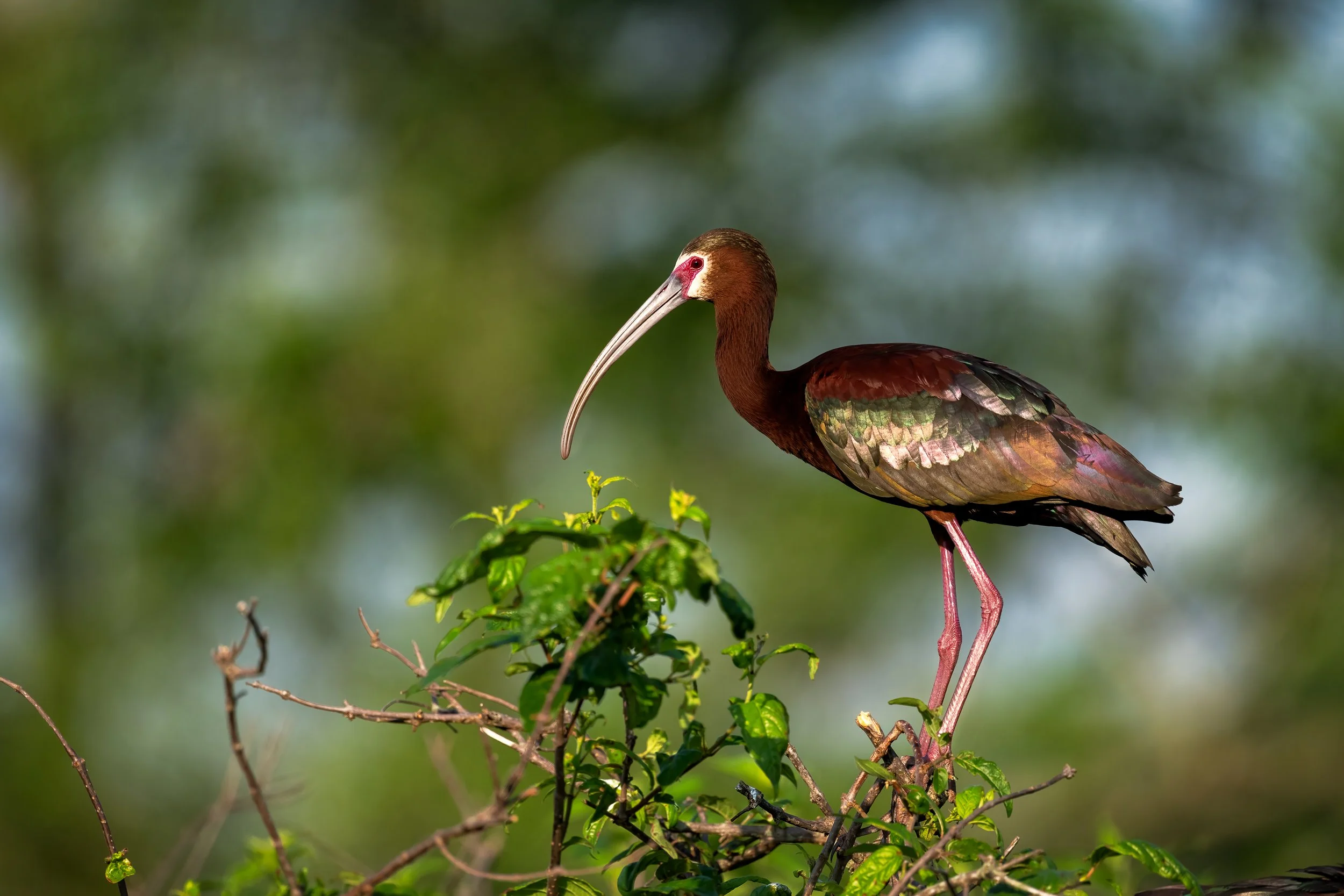  White Faced Ibis at Miller’s Lake in Louisiana 