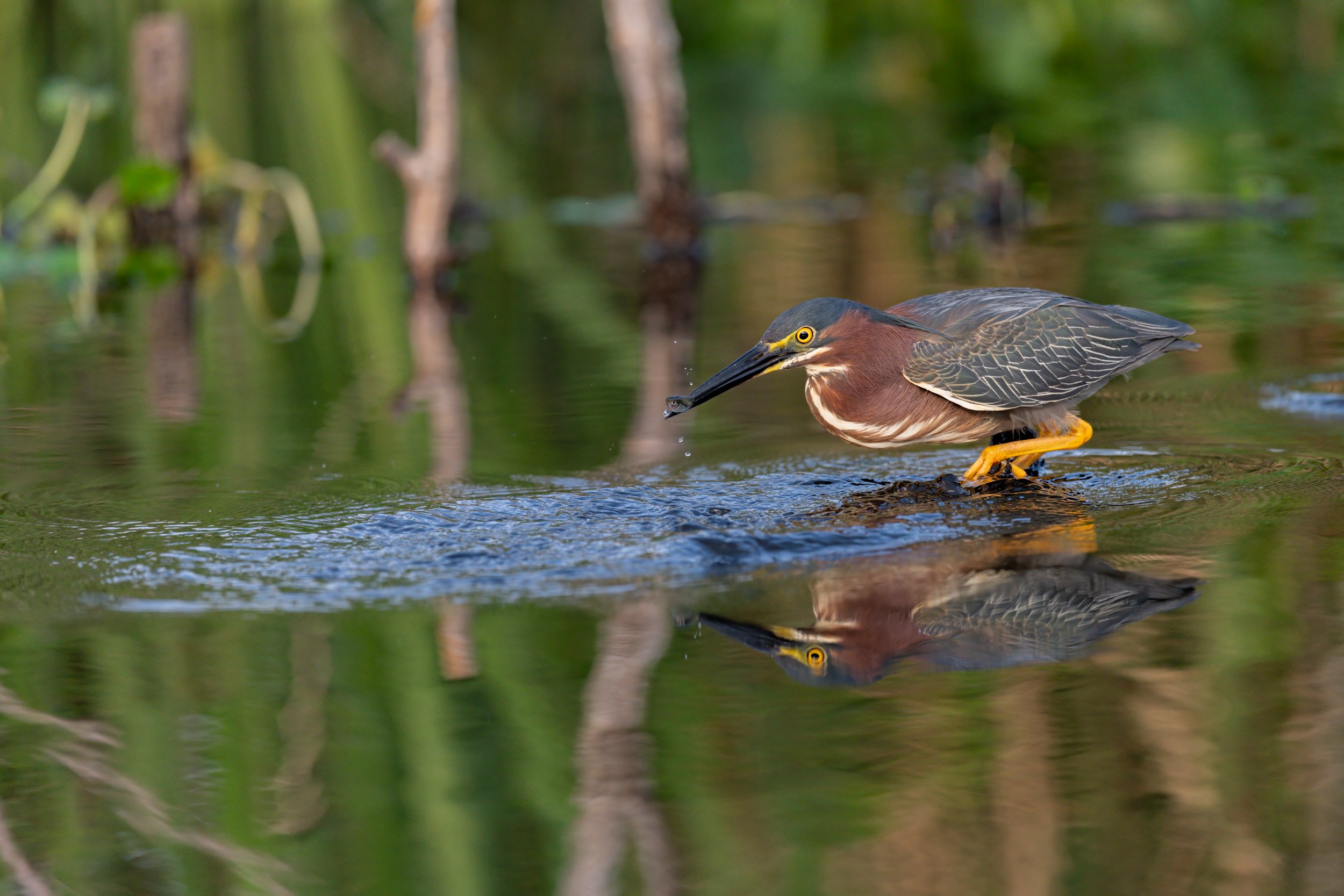  Green BAcked Heron in the swamps of Louisiana, with a fish in its beak. 