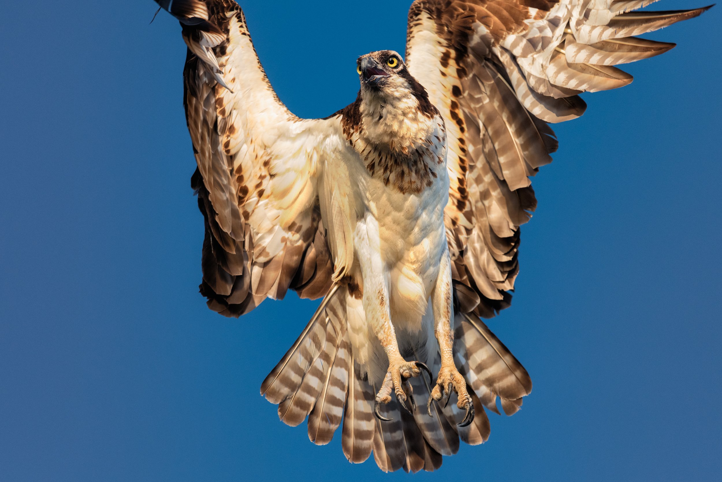  Close-up of an Osprey leaving its nest at Henderson Swamp 