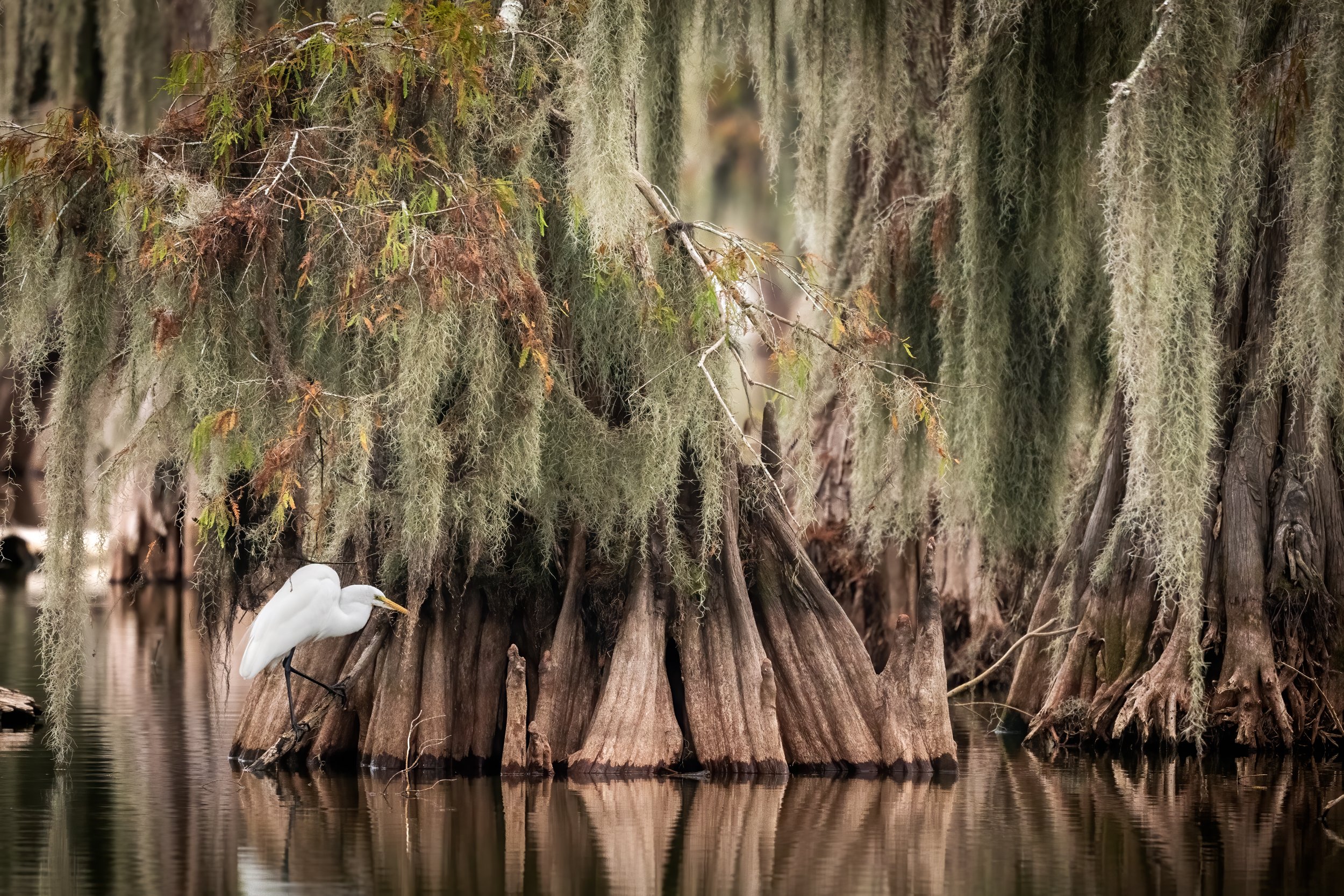  A Great Egre at the base of a large Cypress Tree. Hunting for fish in the still waters of Lake Martin in Louisiana. Cypress Trees, Spanish Mossn and a Great Egret. 