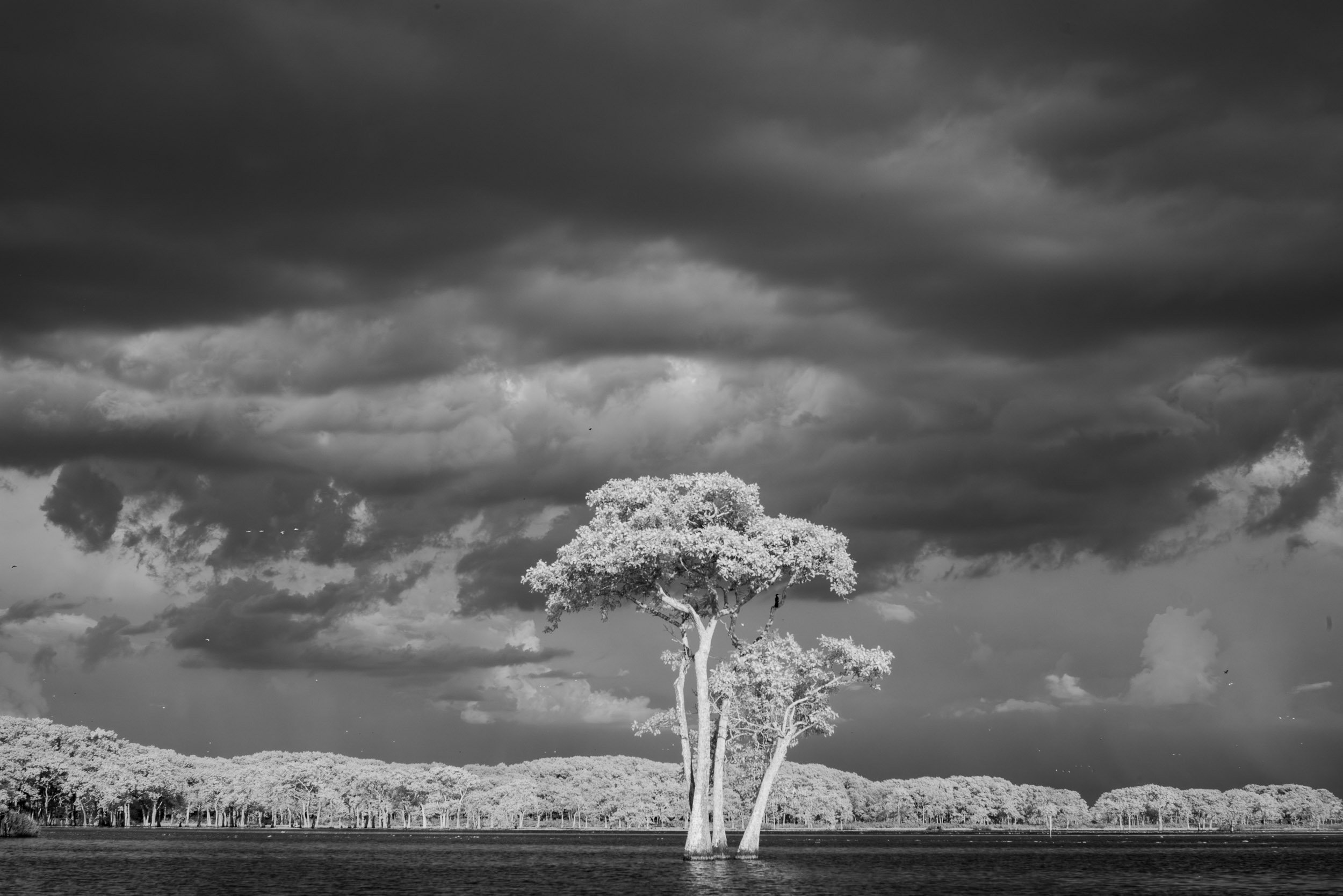 Infrared Photo of Tupelo Tree at Miller's Lake