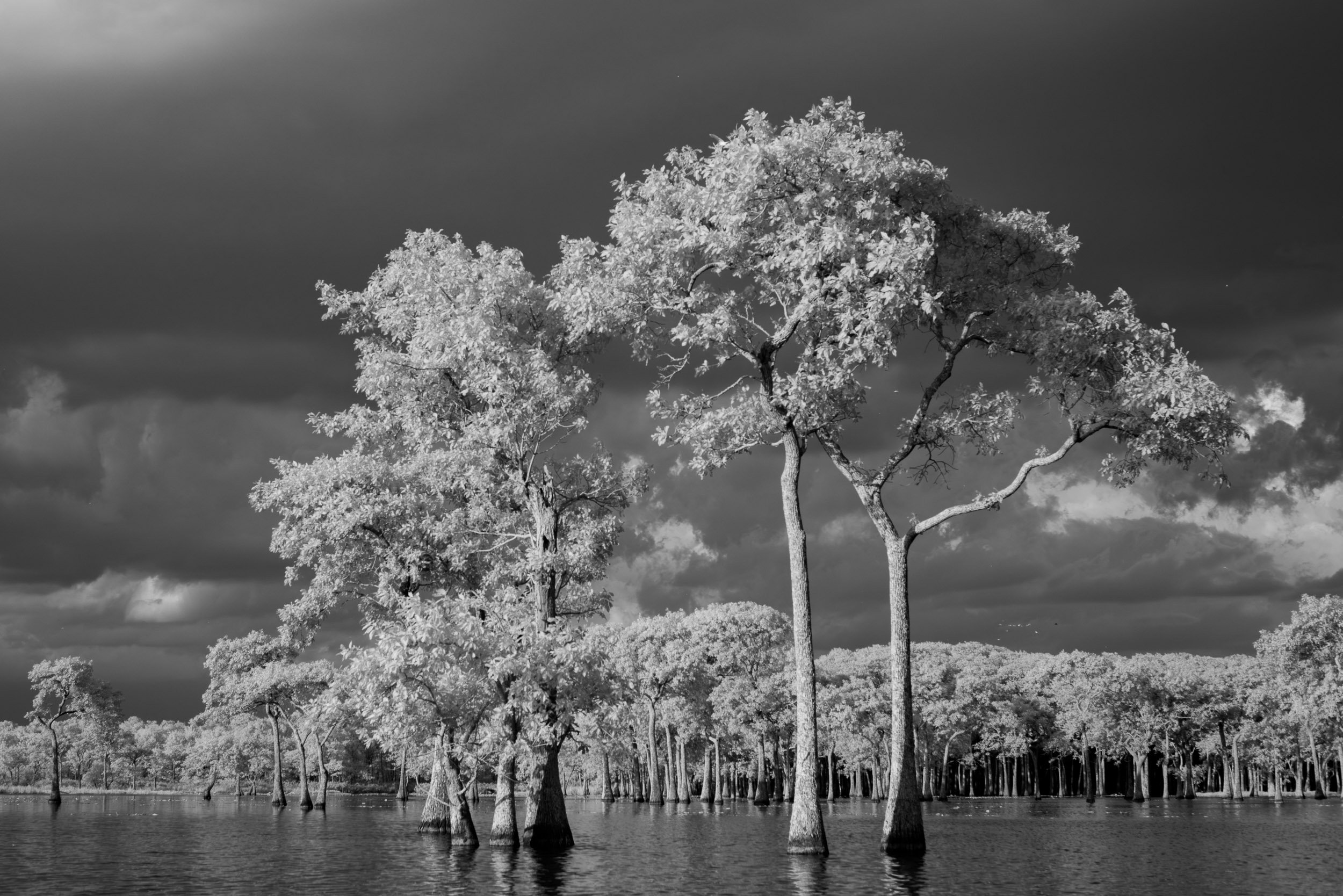 Tupelo Trees Black and White IR