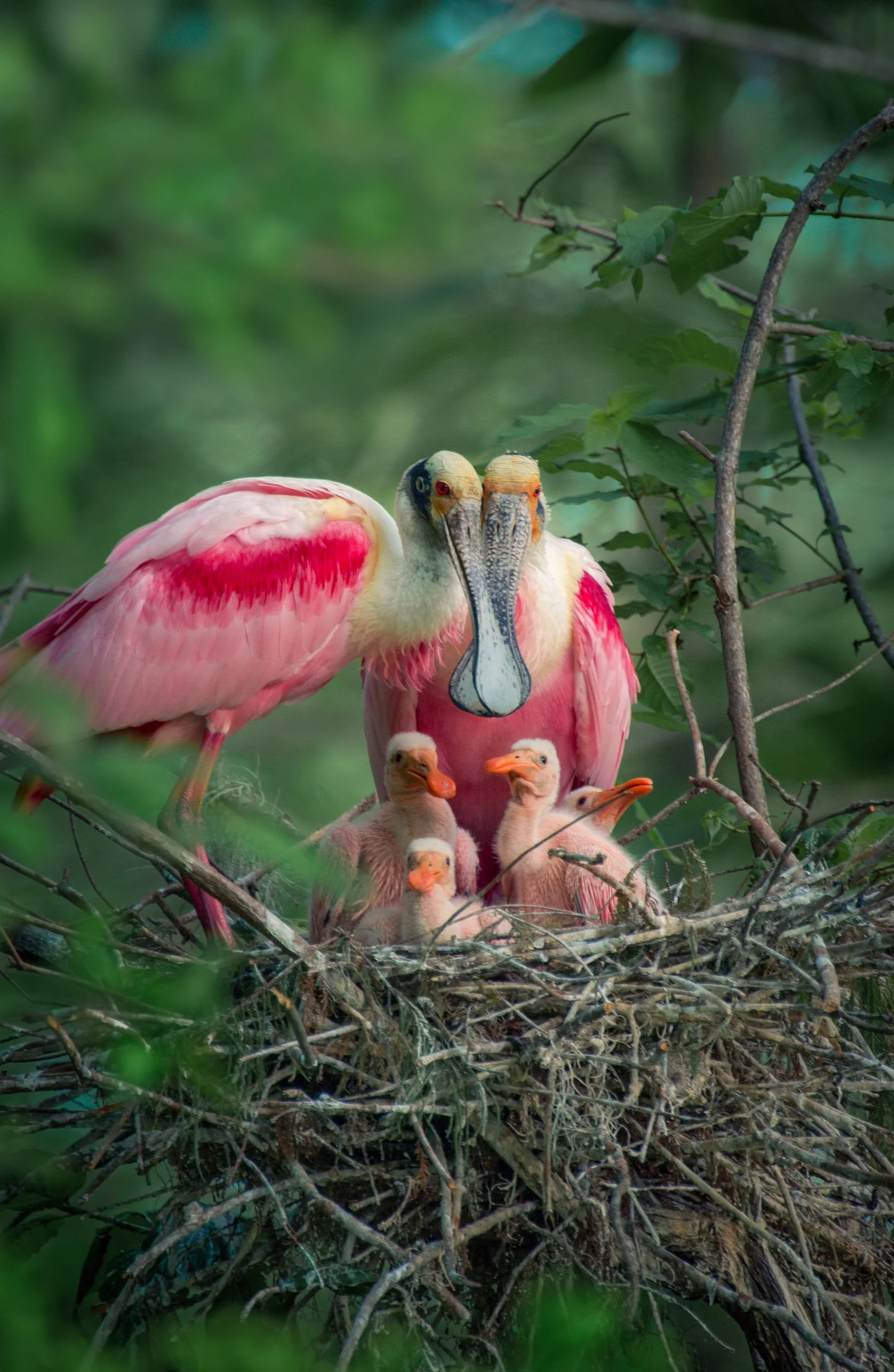 Reoseat Spoonbill Family Portrait