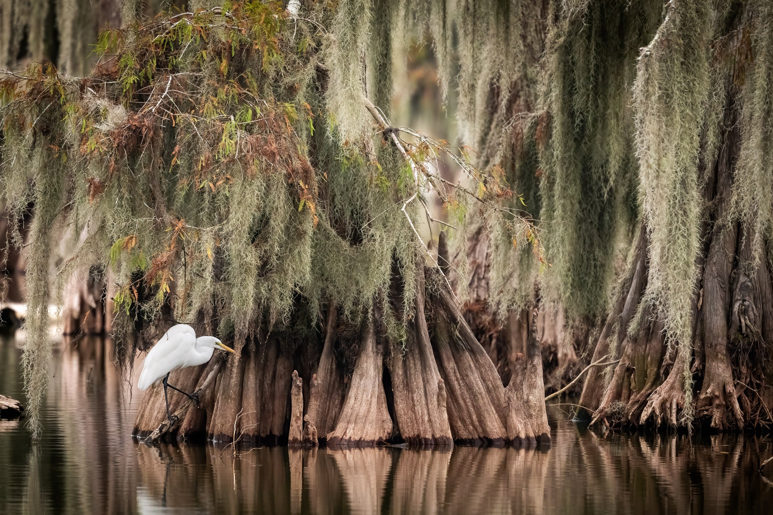 Louisiana-photographs-1.jpg