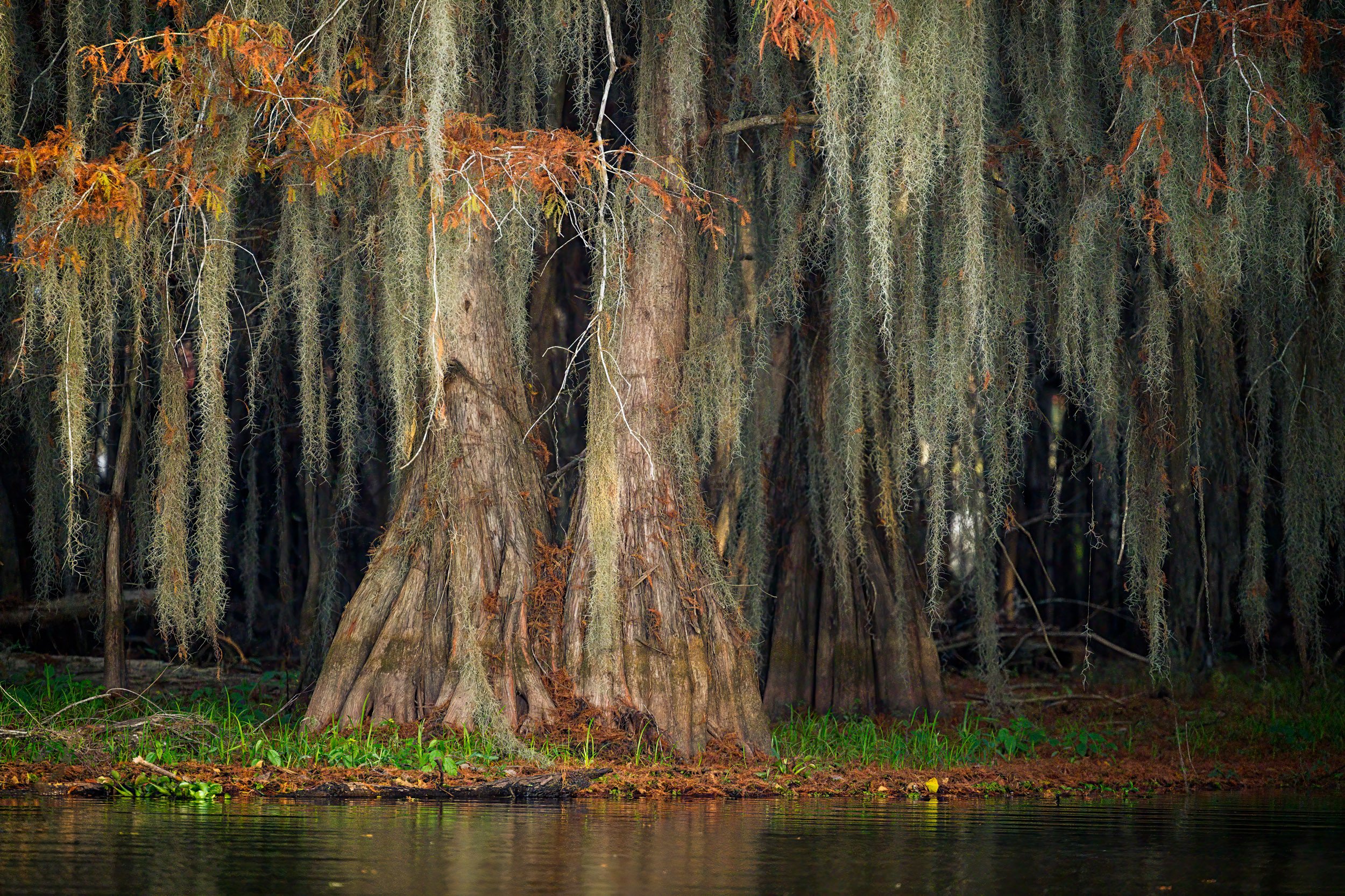 Cypress Trees at Lake Martin