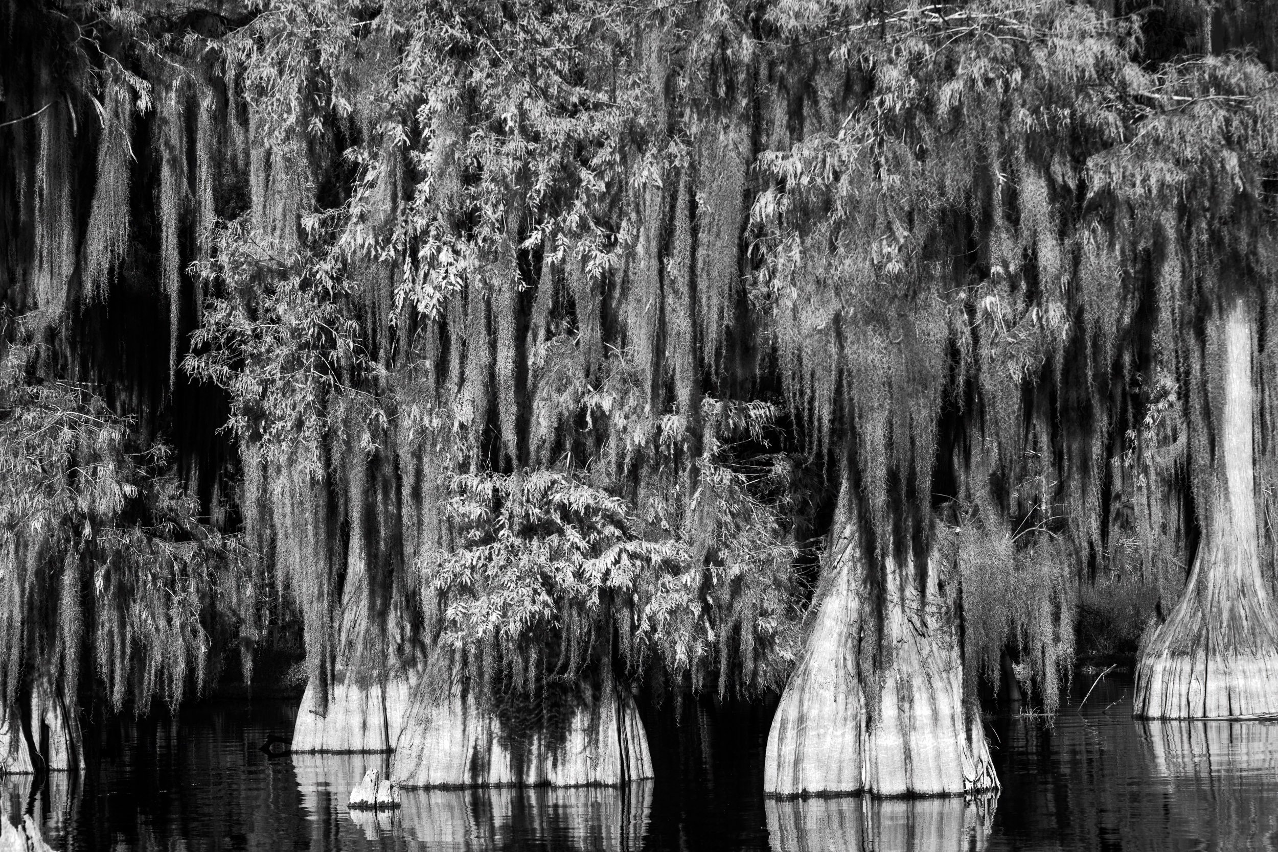 Infrared Cypress Trees