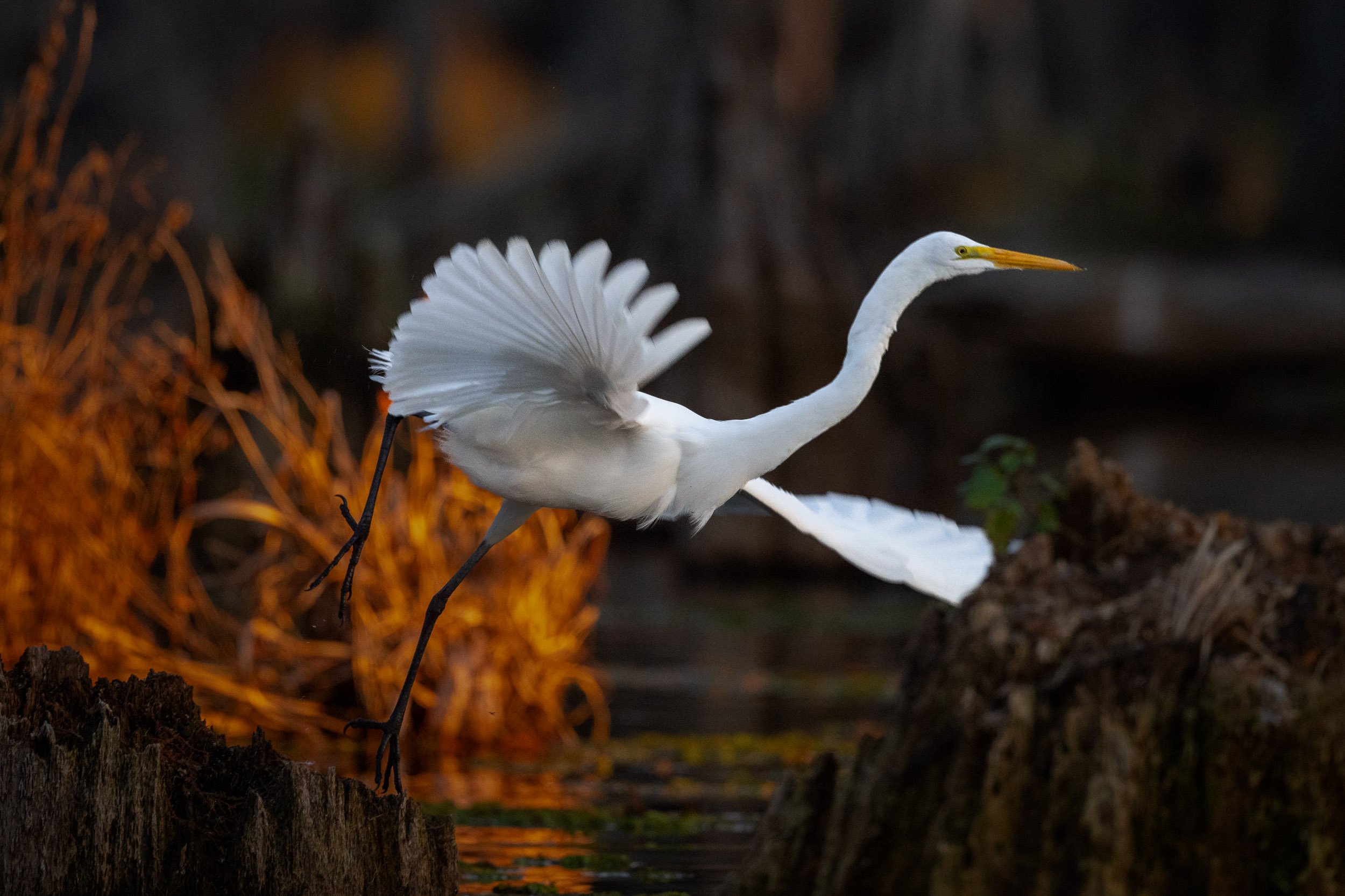 Great Egret Takeoff