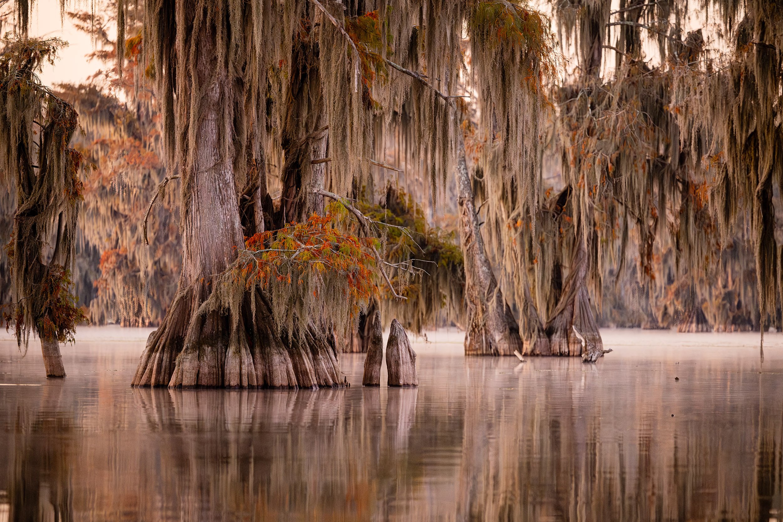 Misty Cypress Scene