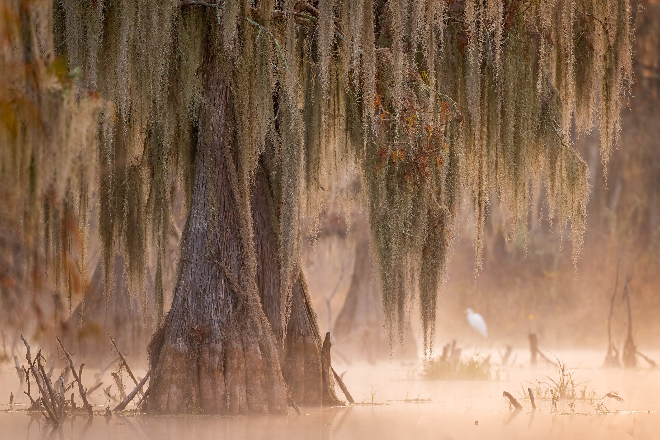 Misty Cypress Scene 2