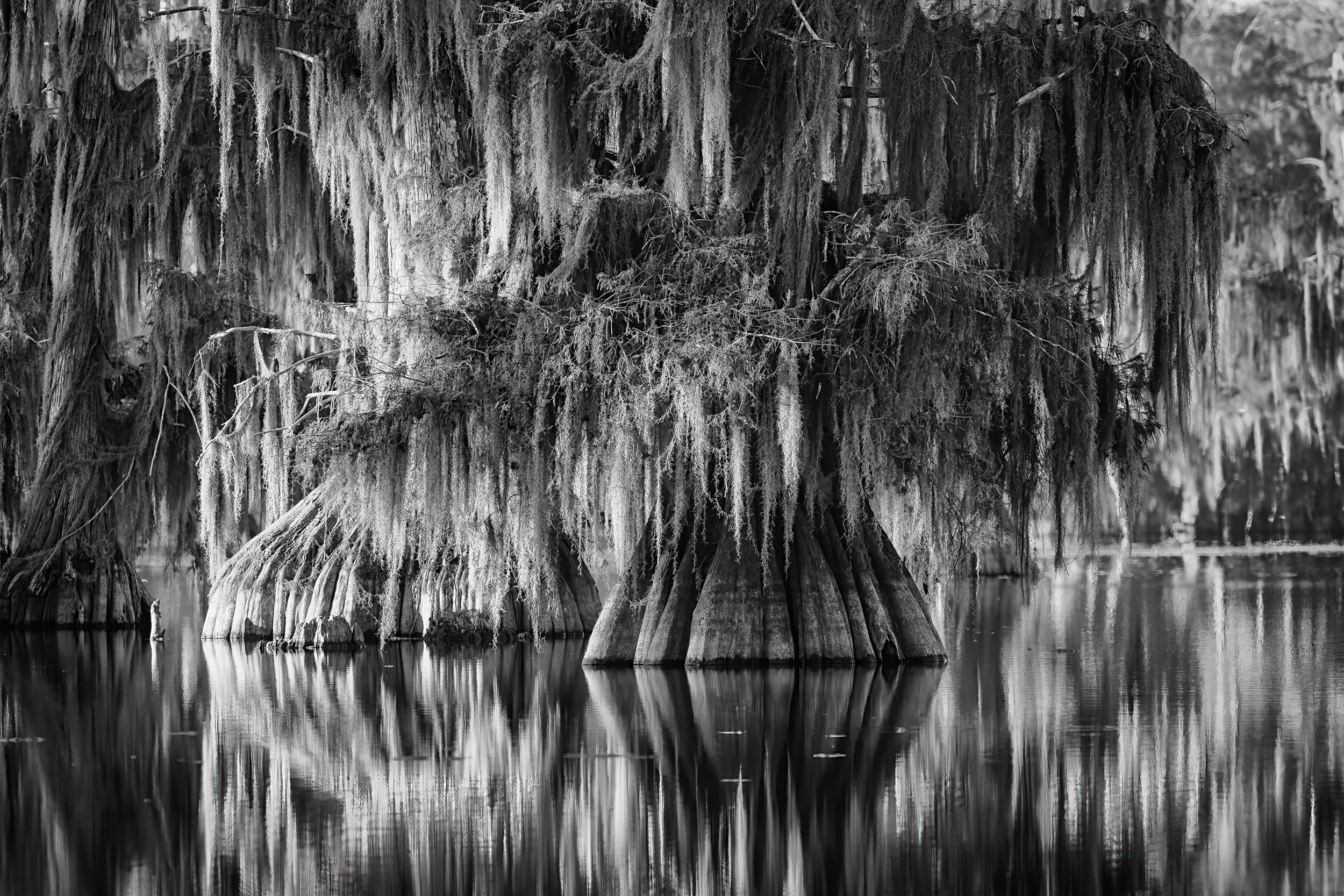 Black and White Cypress Scene